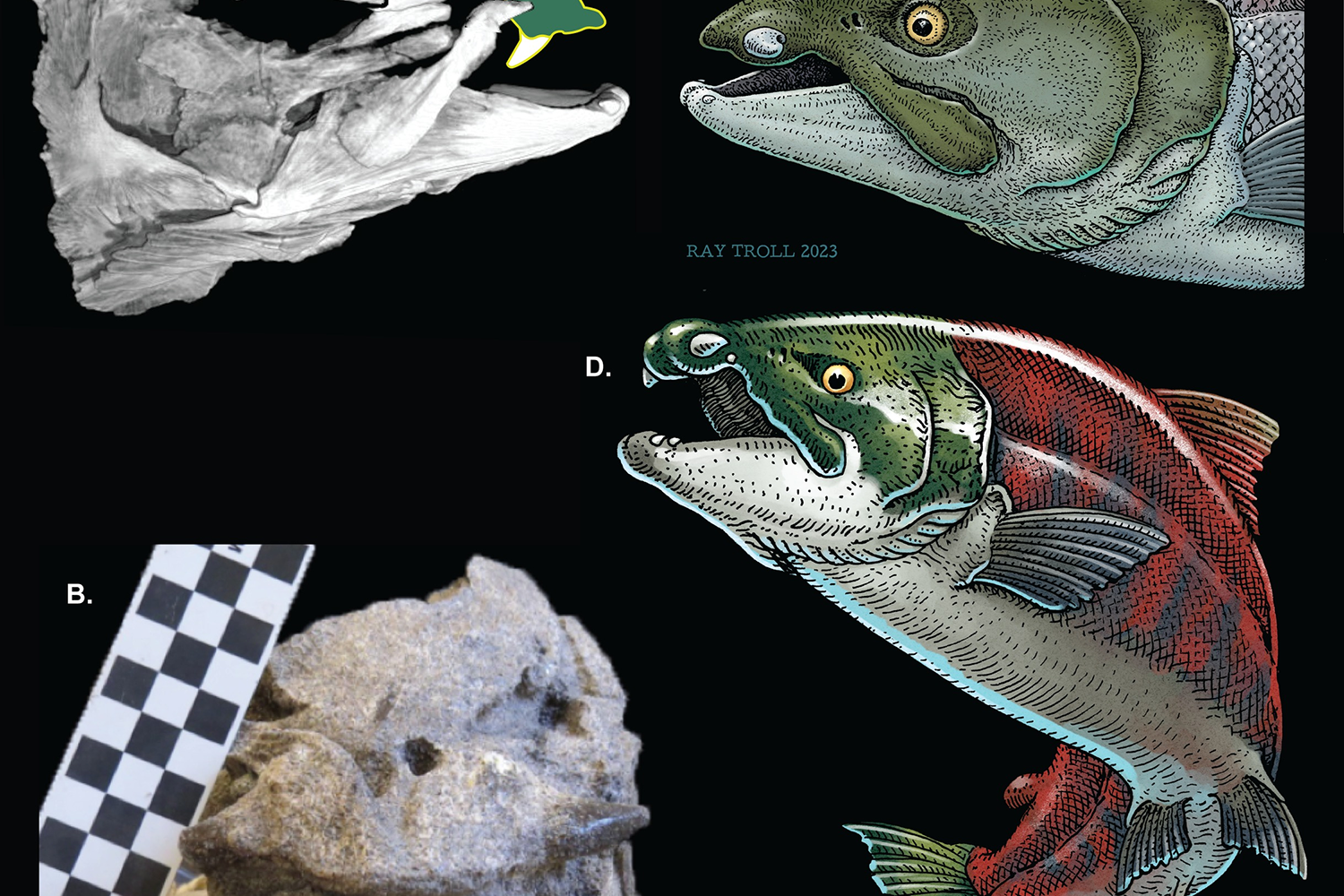 Oncorhynchus rastrosus had tusk-like teeth (Claeson et al/Plos One)