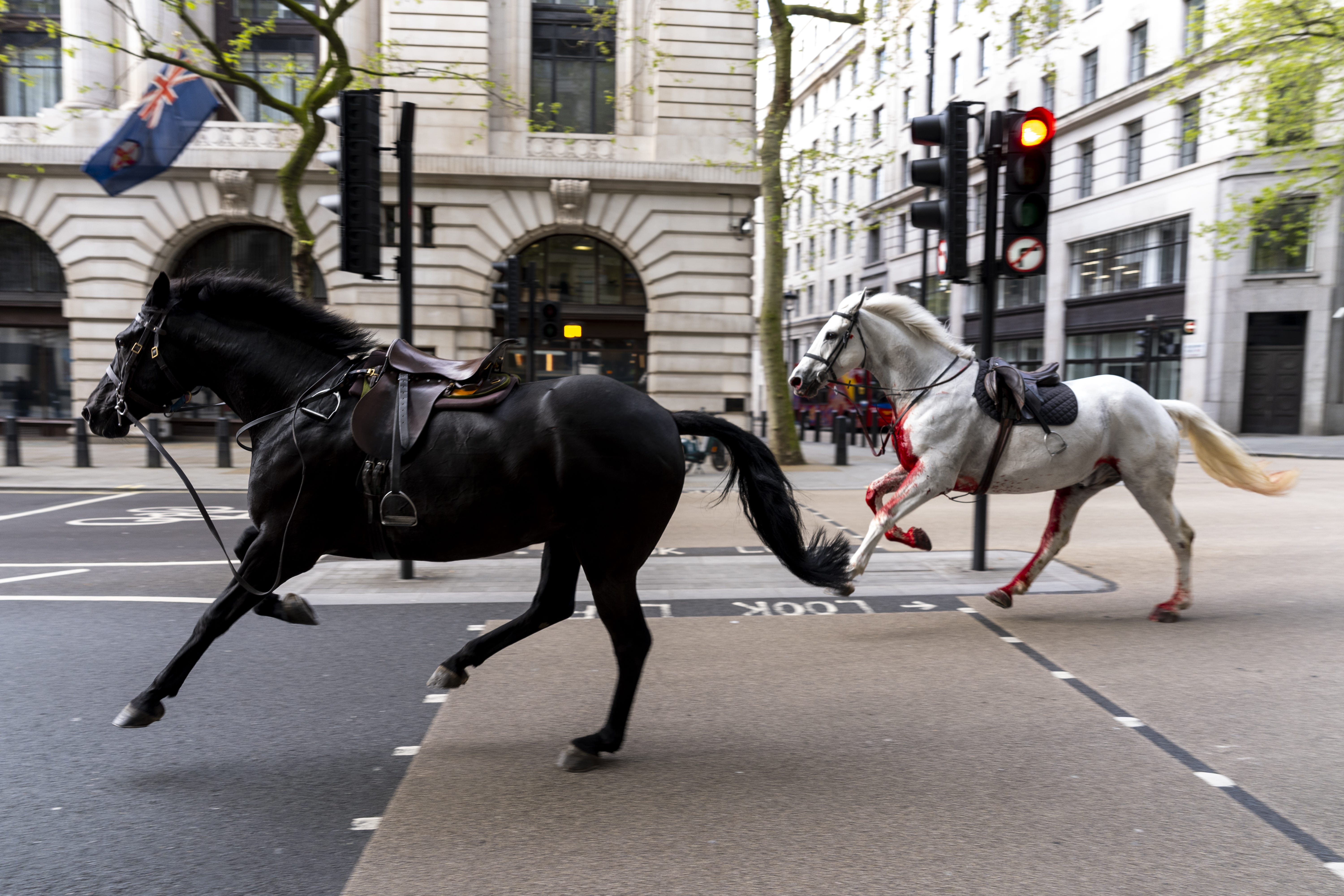 Two military horses bolt through the streets of London in April this year