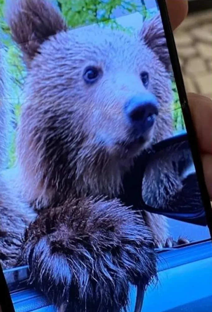 Bear puts its paw up on window before pouncing