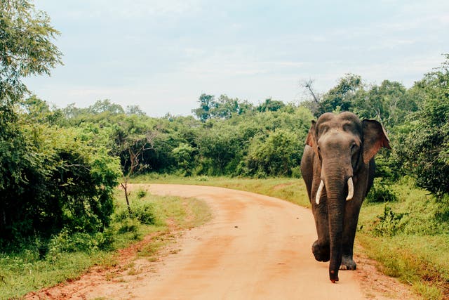 <p>File. An elephant at the Yala National Park in Tissamaharama, Sri Lanka</p>