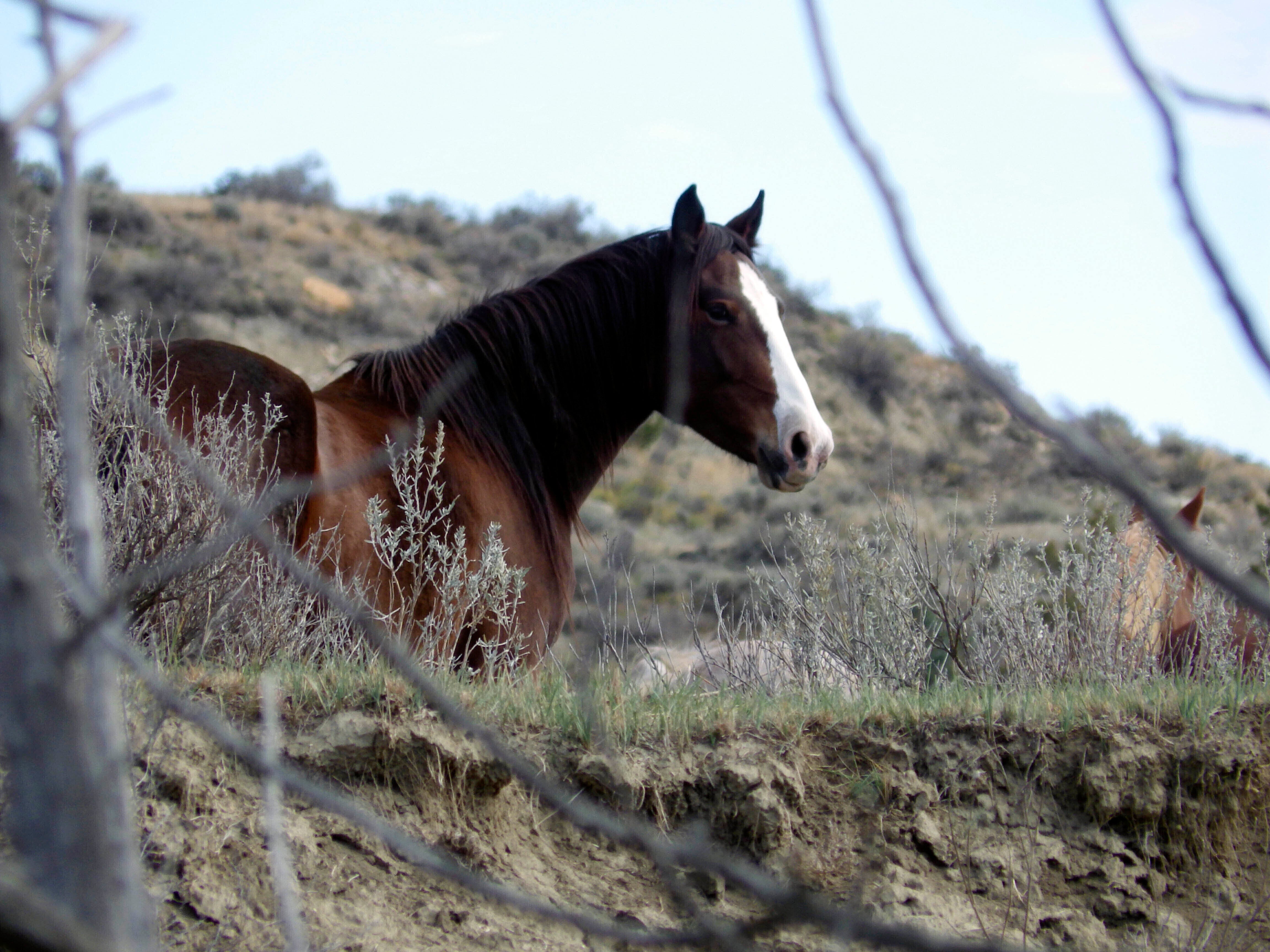 Wild Horses North Dakota
