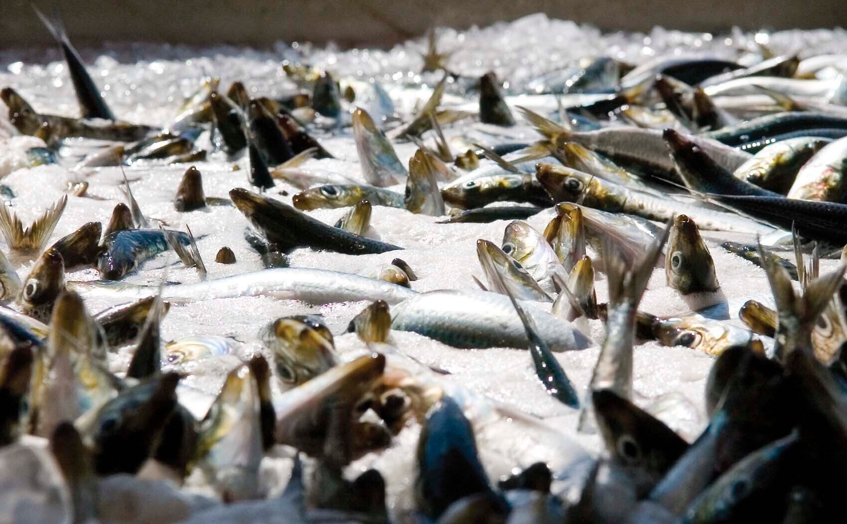 Pacific Sardines