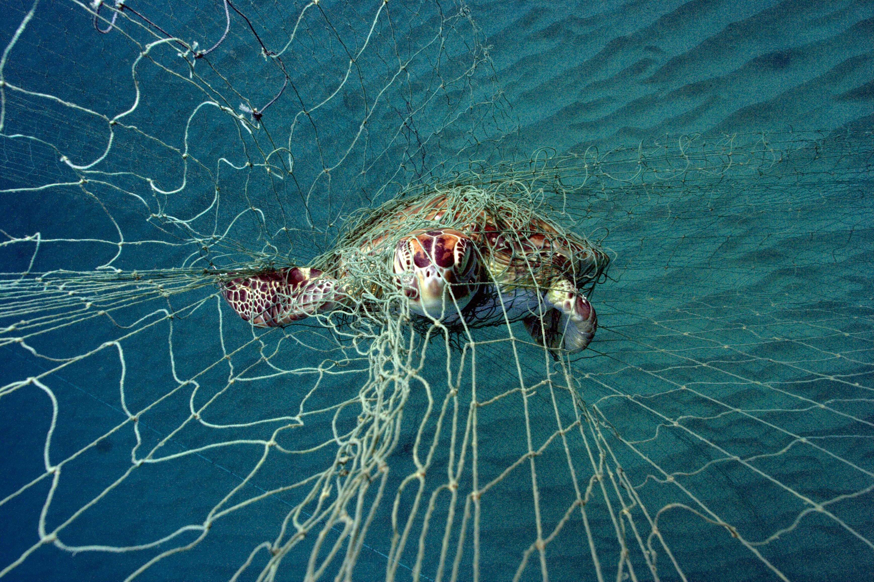 A turtle entangled in a net (Philipp Kanstinger/University of Exeter/PA)