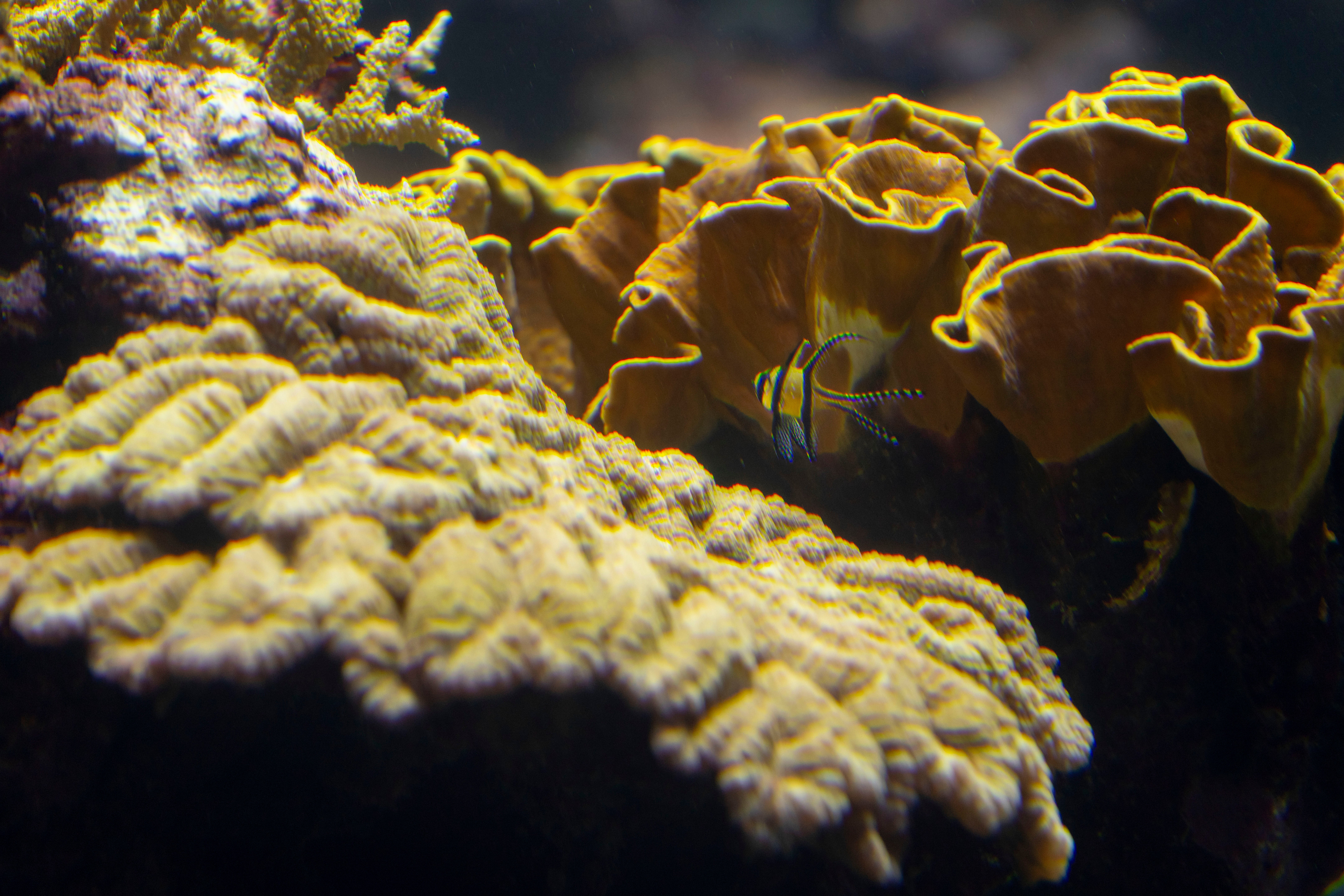 Netherlands Corals