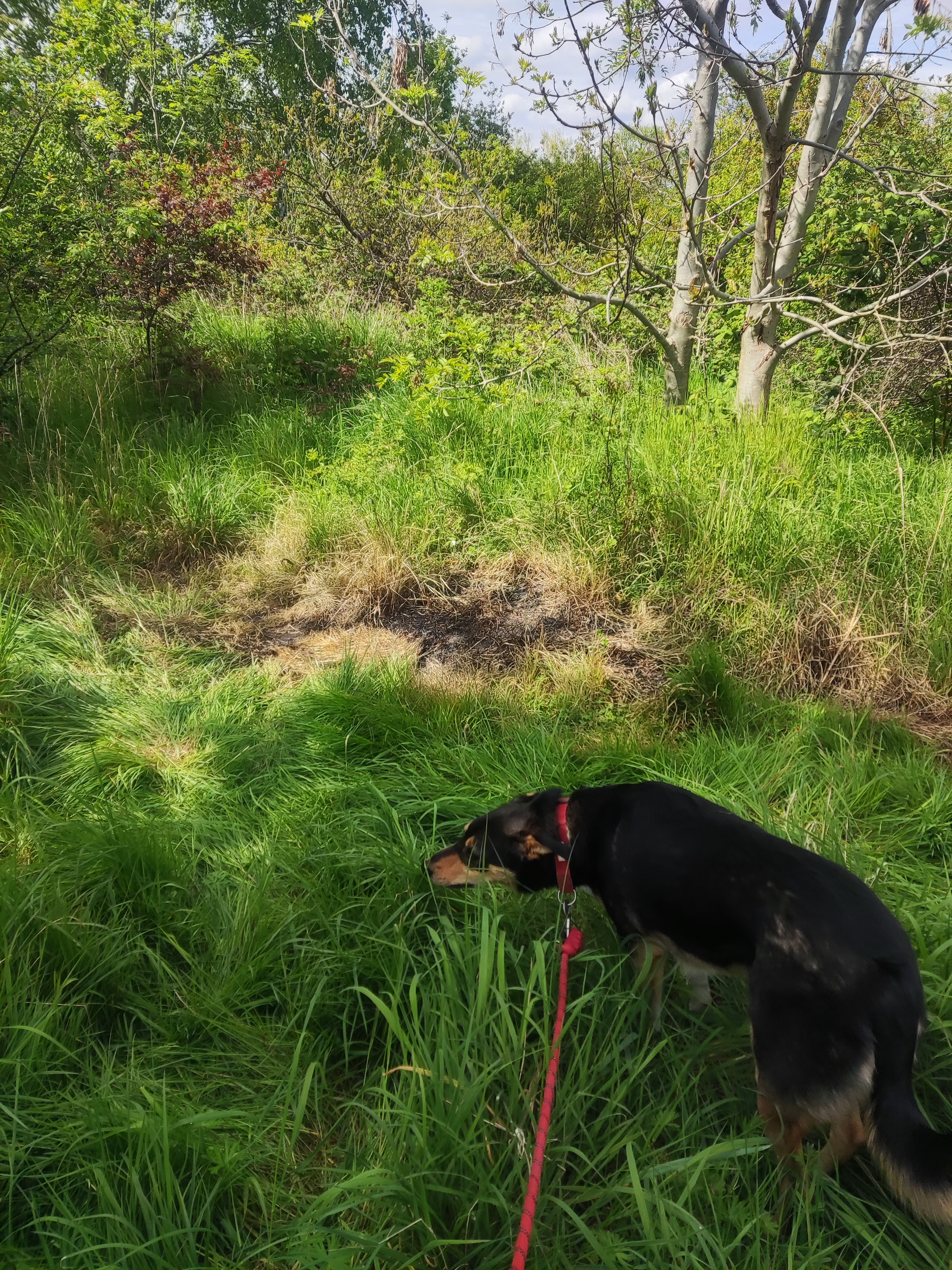 Another dog investigates the scene just yards from where children learn to ride their first bikes