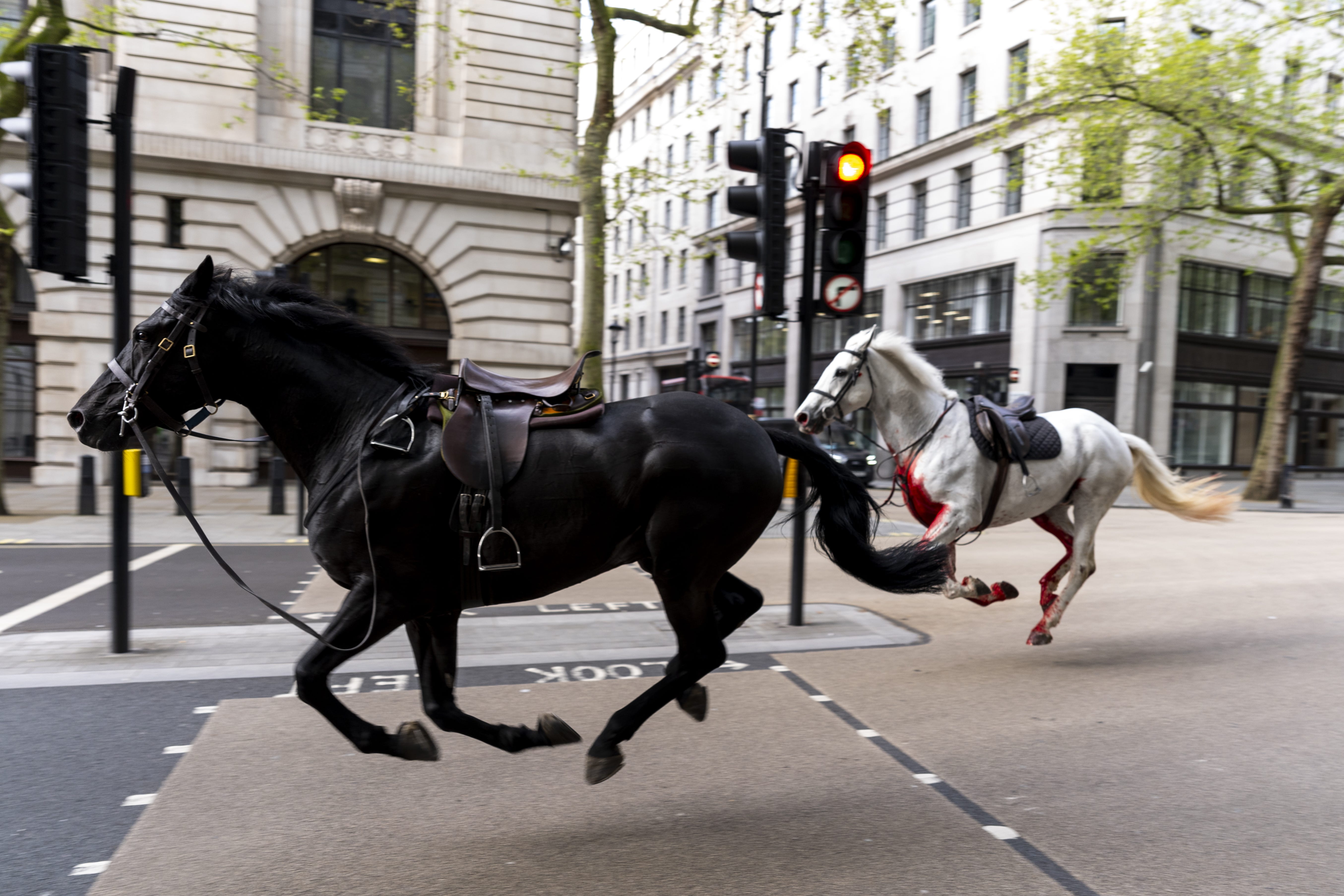 Household Cavalry horses Vida (grey) and Trojan (black) bolt through the streets of London near Aldwych (Jordan Pettitt/PA)