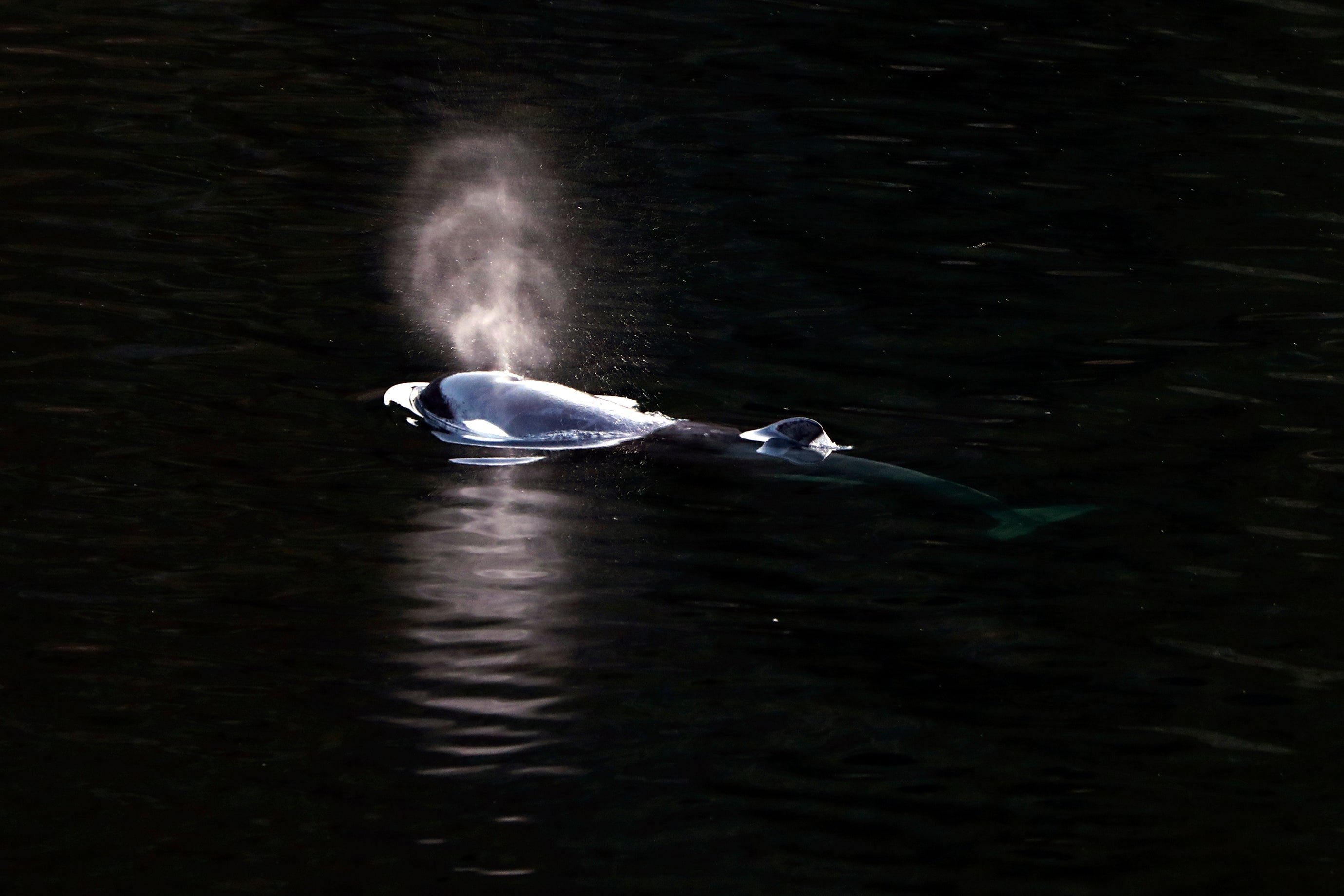 Canada Killer Whale Calf