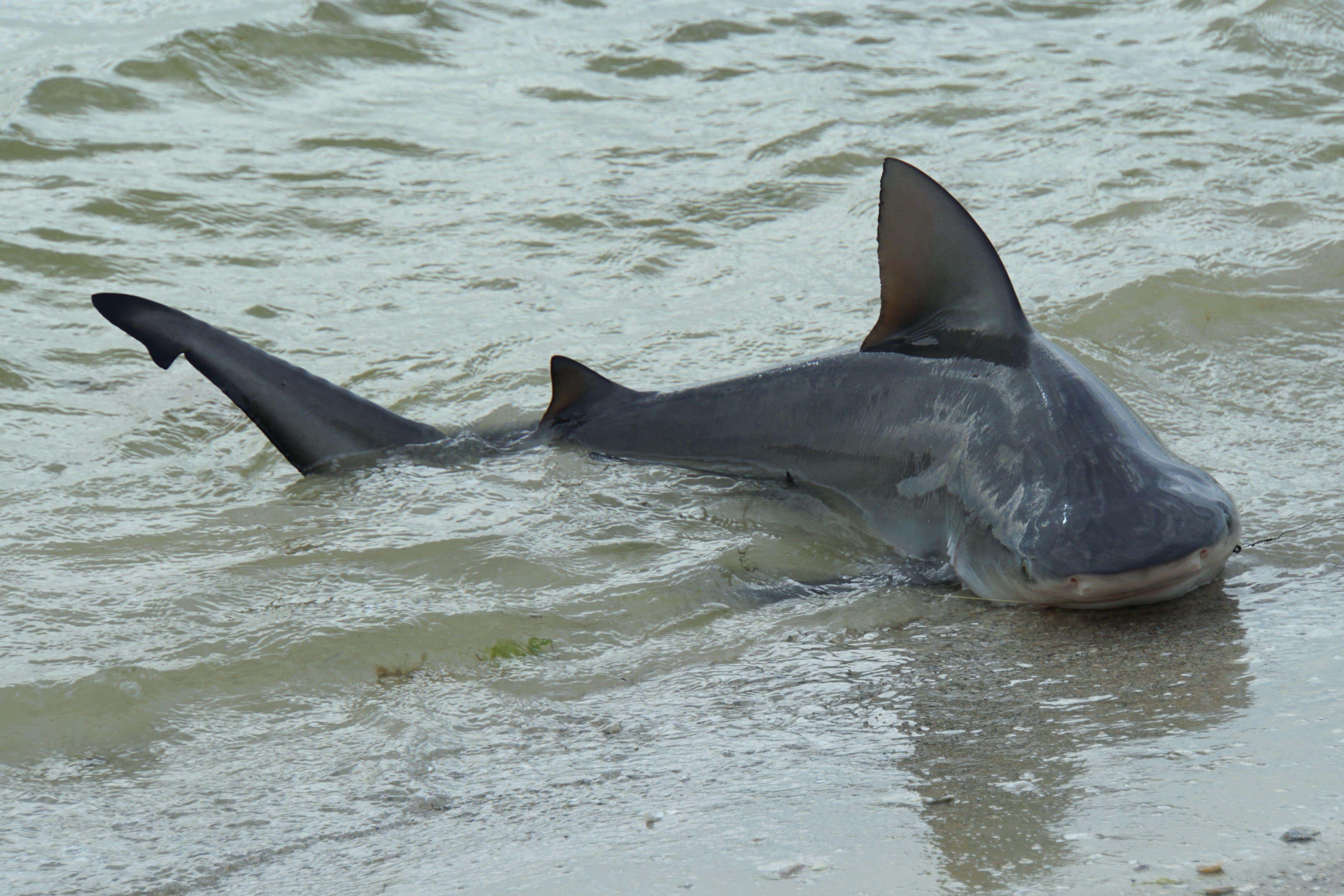 Bull sharks, which often frequent shallow water and can even venture into the freshwater of river mouths, are known for their aggression