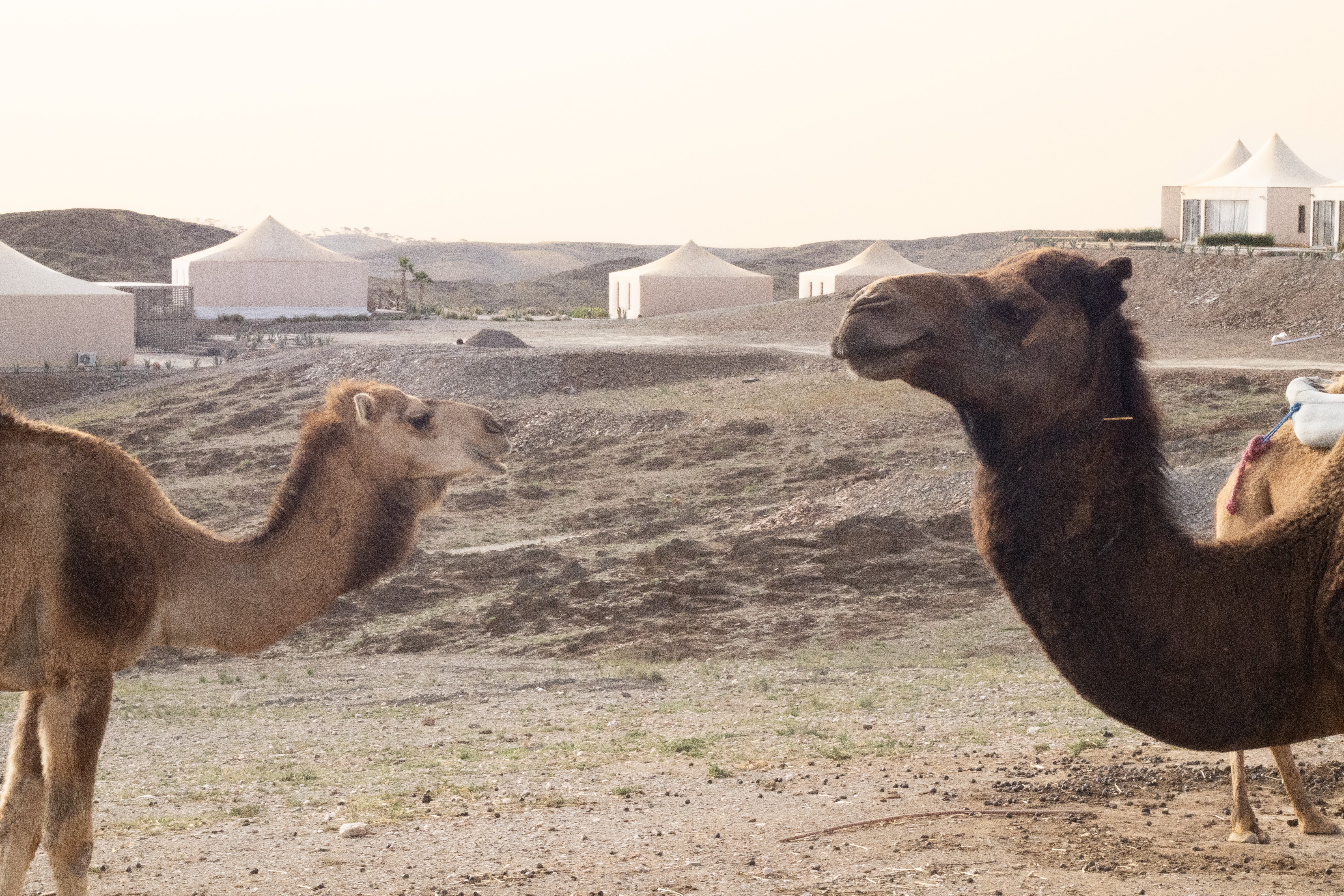 The White Camel camp in the Agafay desert