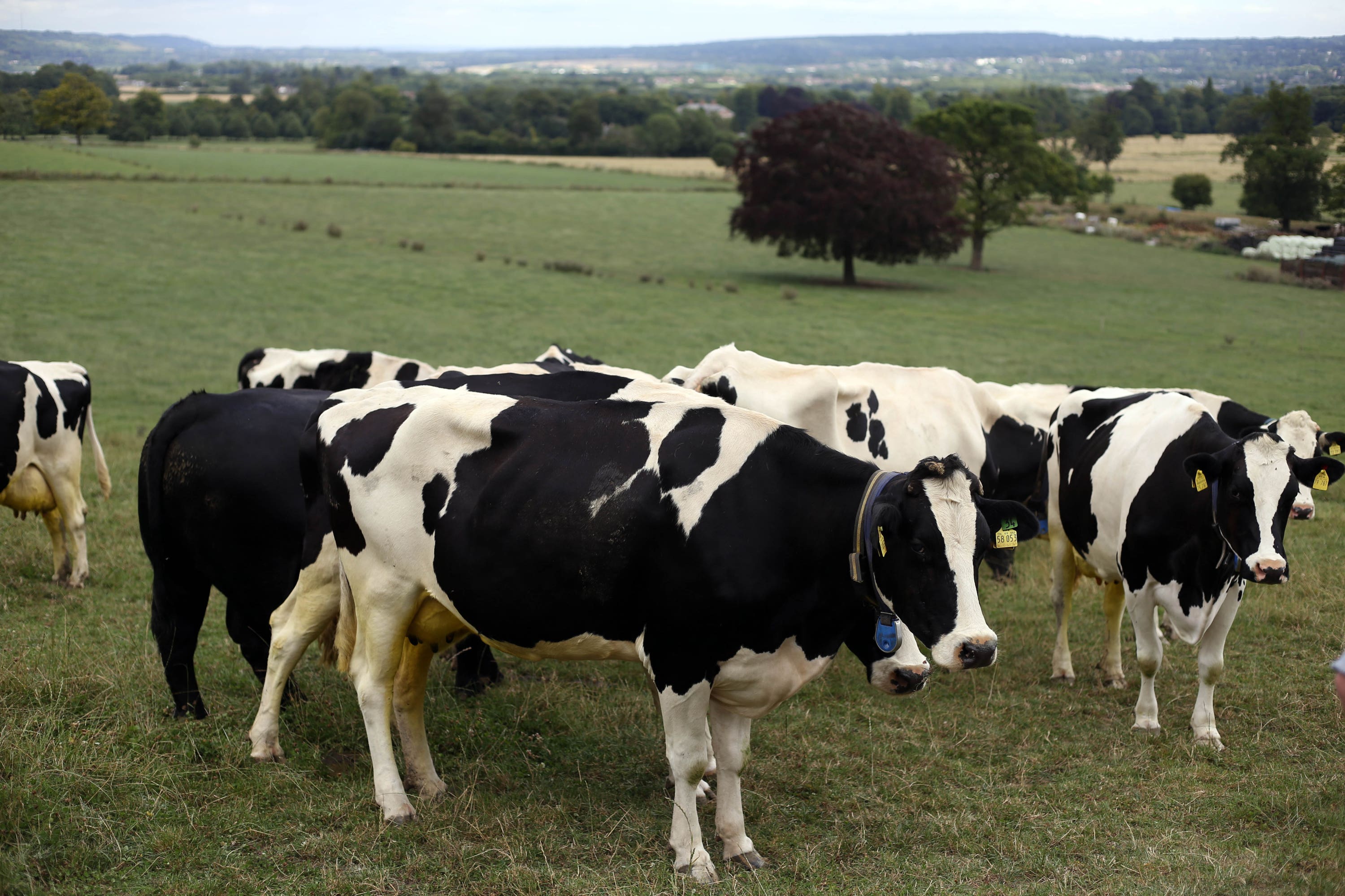 Peers have issued a warning over the supply of veterinary medicines into Northern Ireland (Steve Parsons/PA)