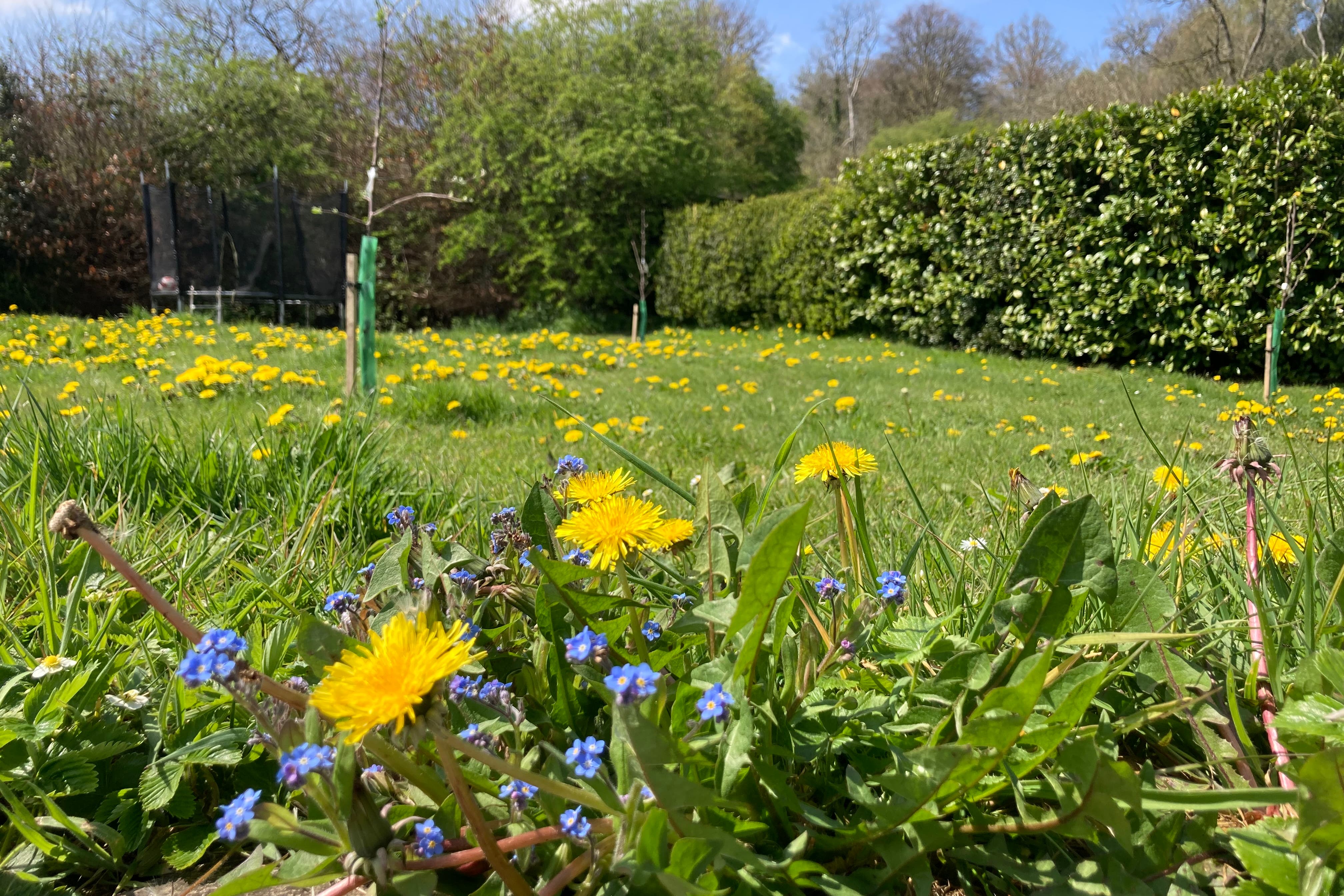 A wilder lawn (Archie Thomas/Plantlife/PA)