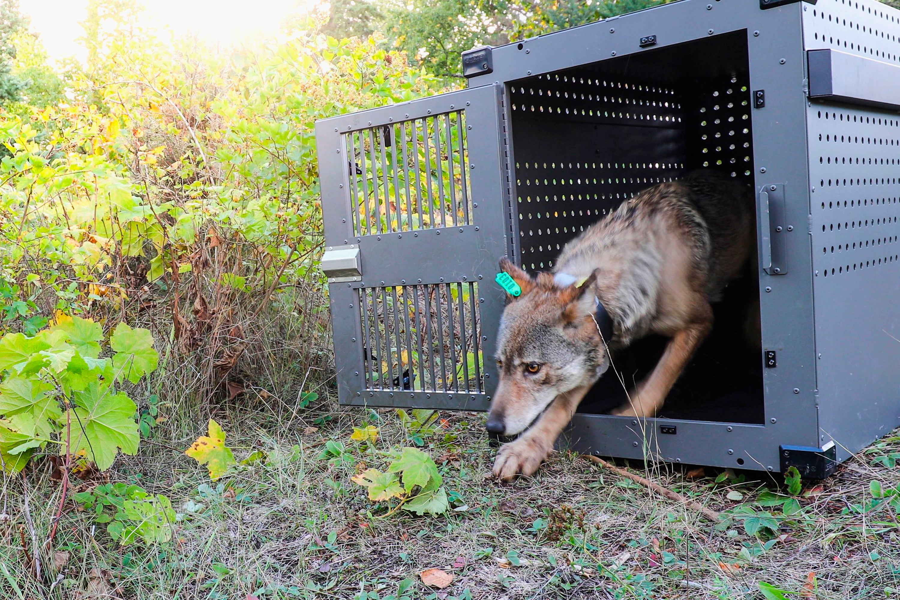 Isle Royale Wolves Survey