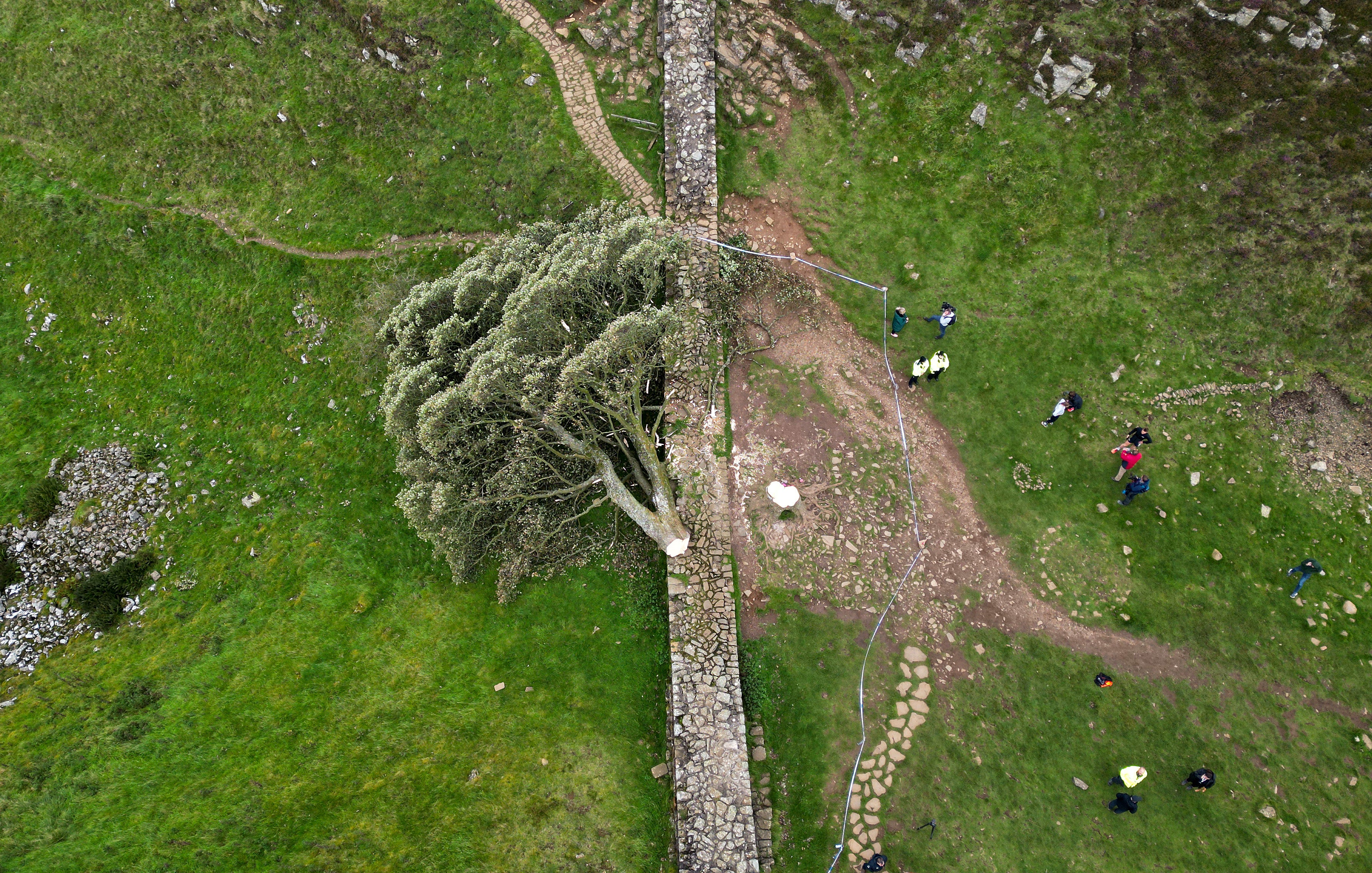 Sycamore Gap tree was felled overnight in September