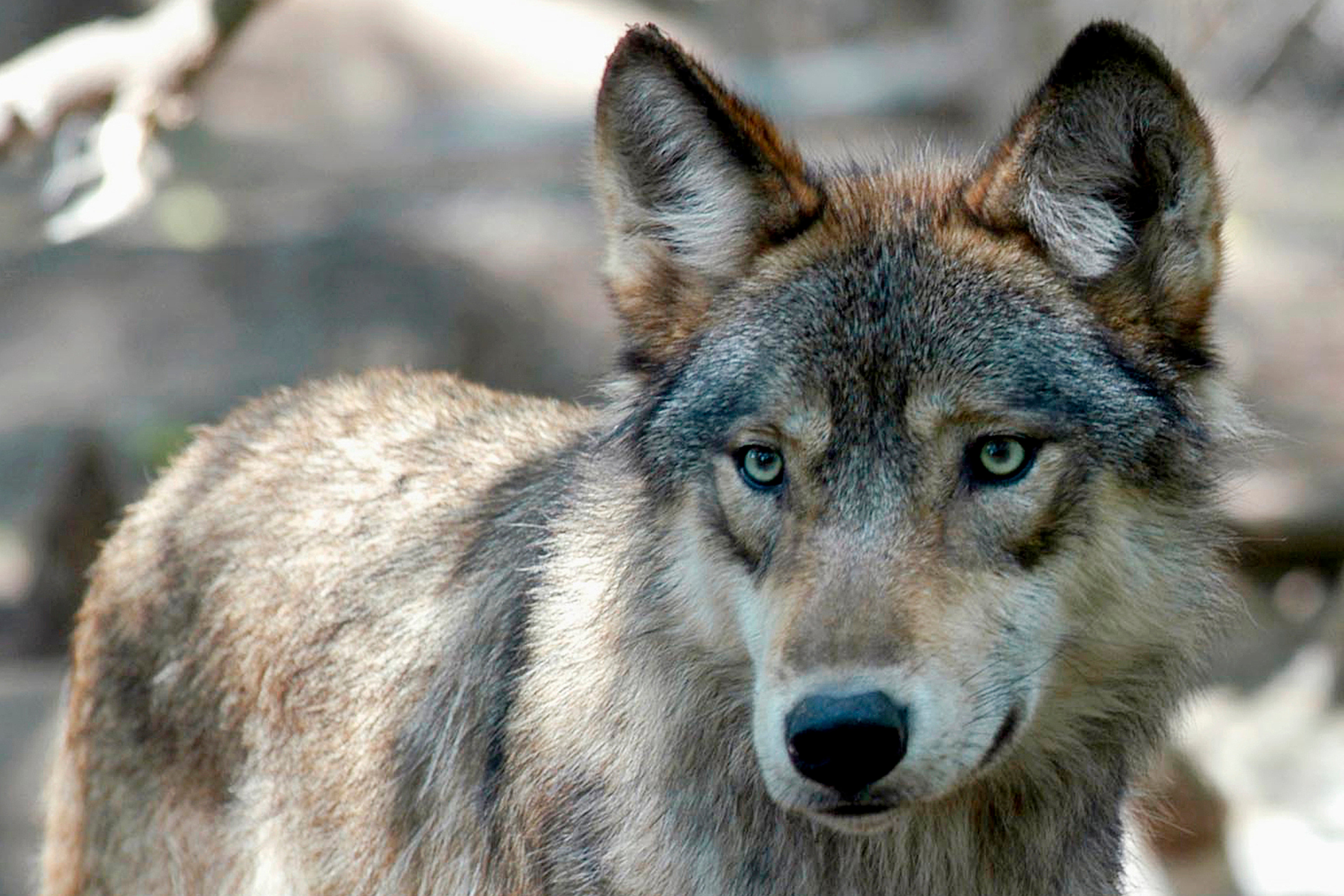 A gray wolf is seen, July 16, 2004, at the Wildlife Science Center in Forest Lake