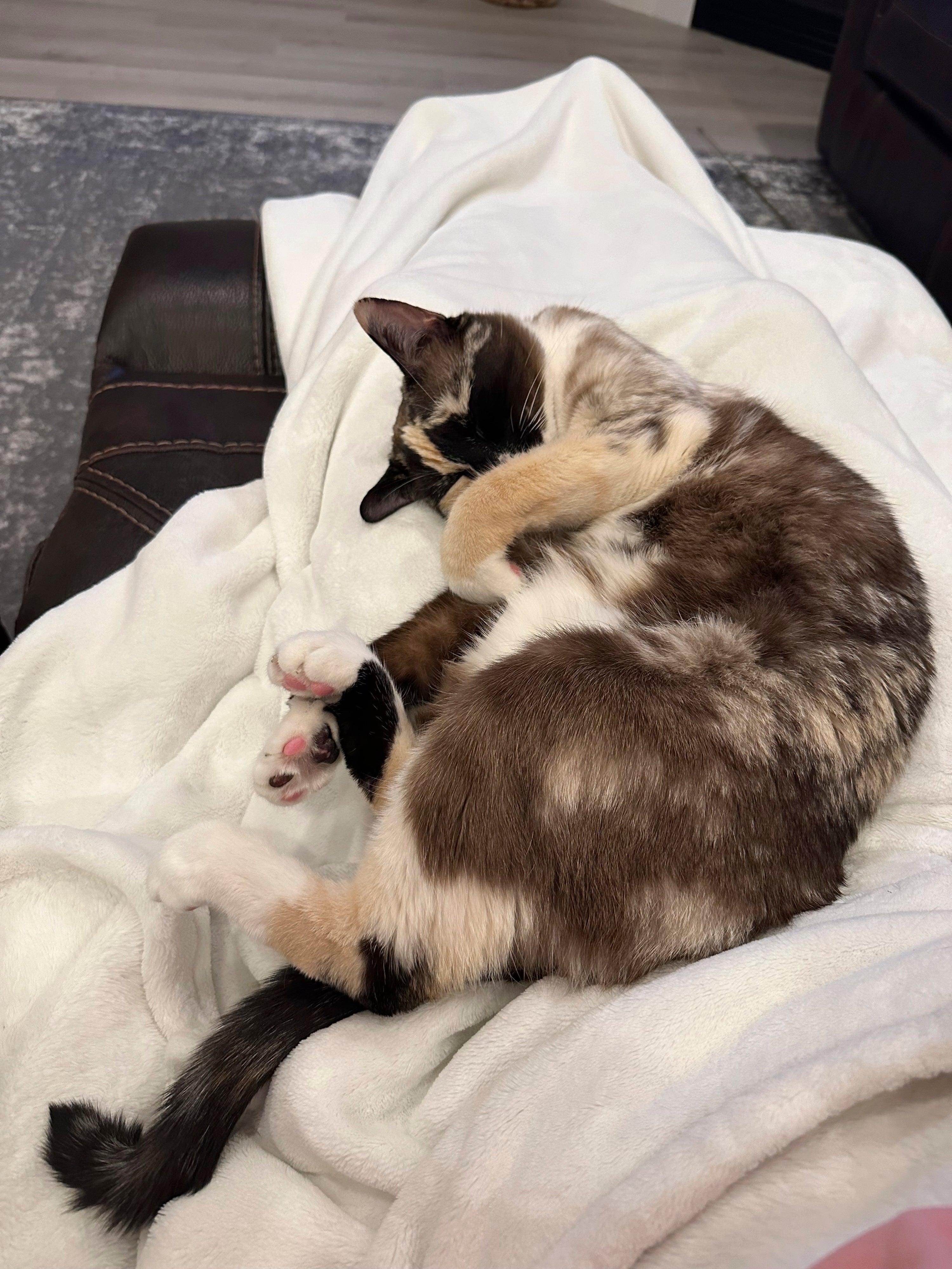 Cat Found Amazon Box
