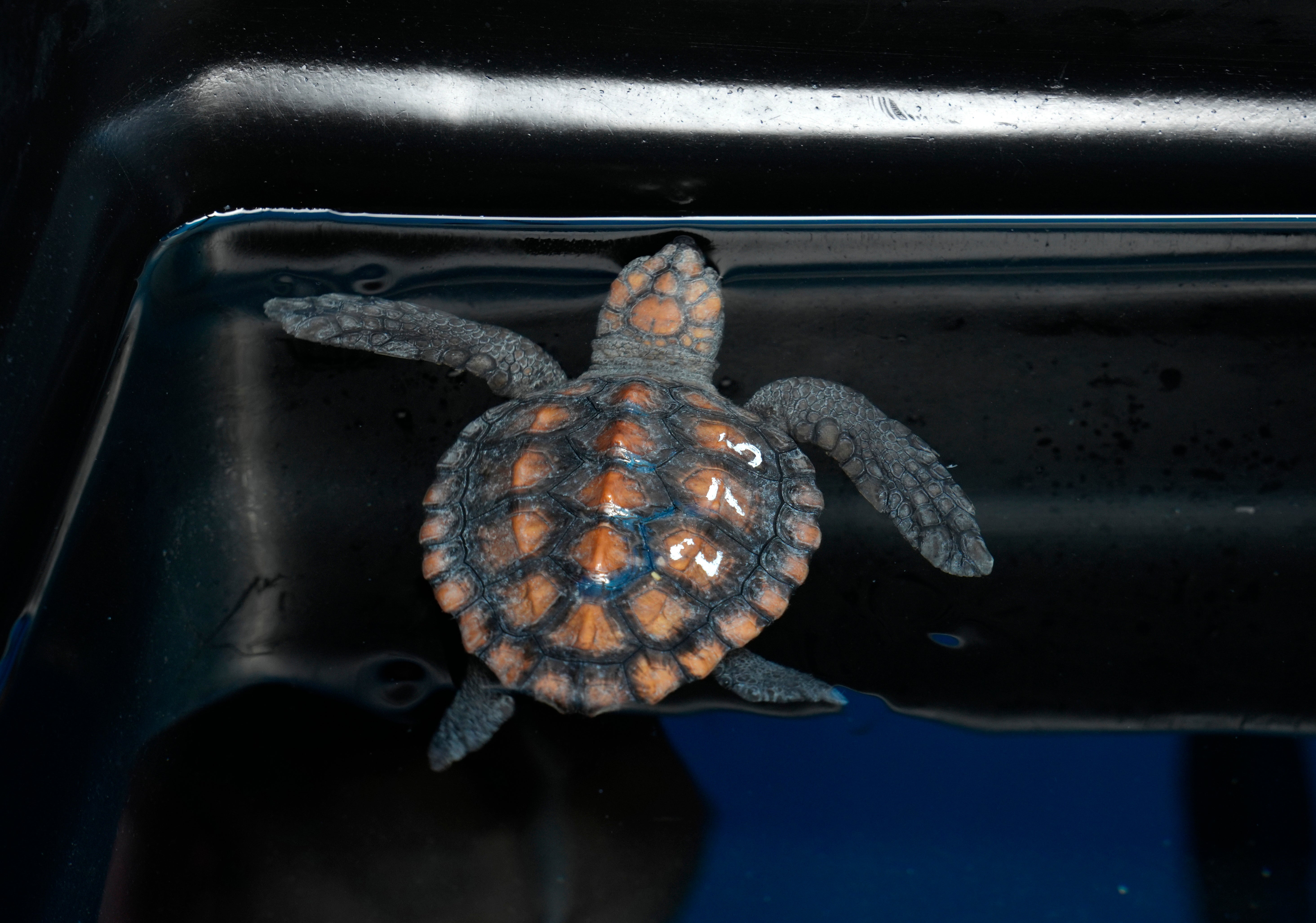 South Africa Baby Turtles Rescued
