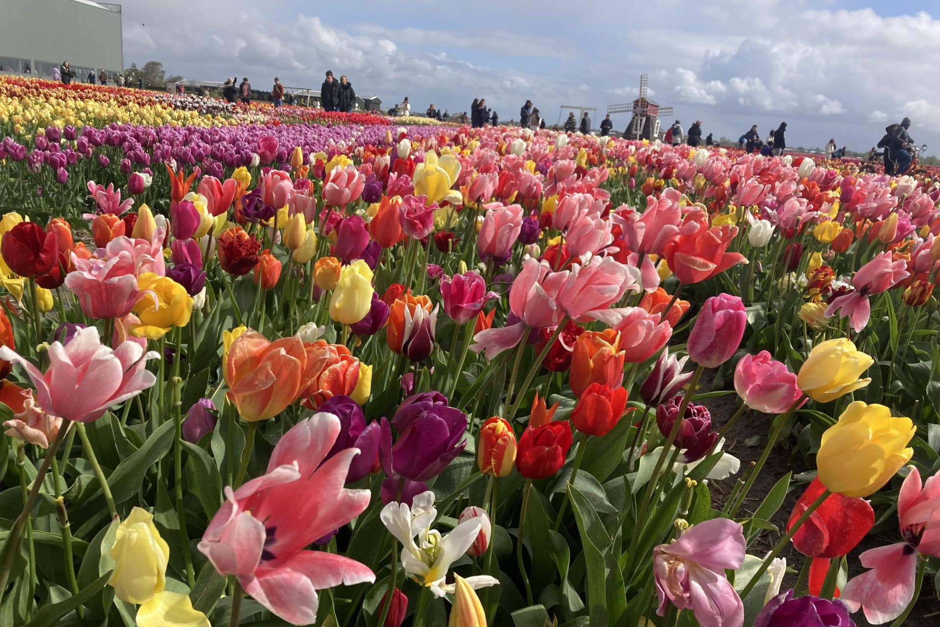 Tulip fields in full bloom in Lisse, just outside Amsterdam