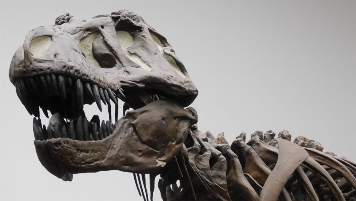 A T Rex skeletal cast at Senckenberg Museum Frankfurt, Germany