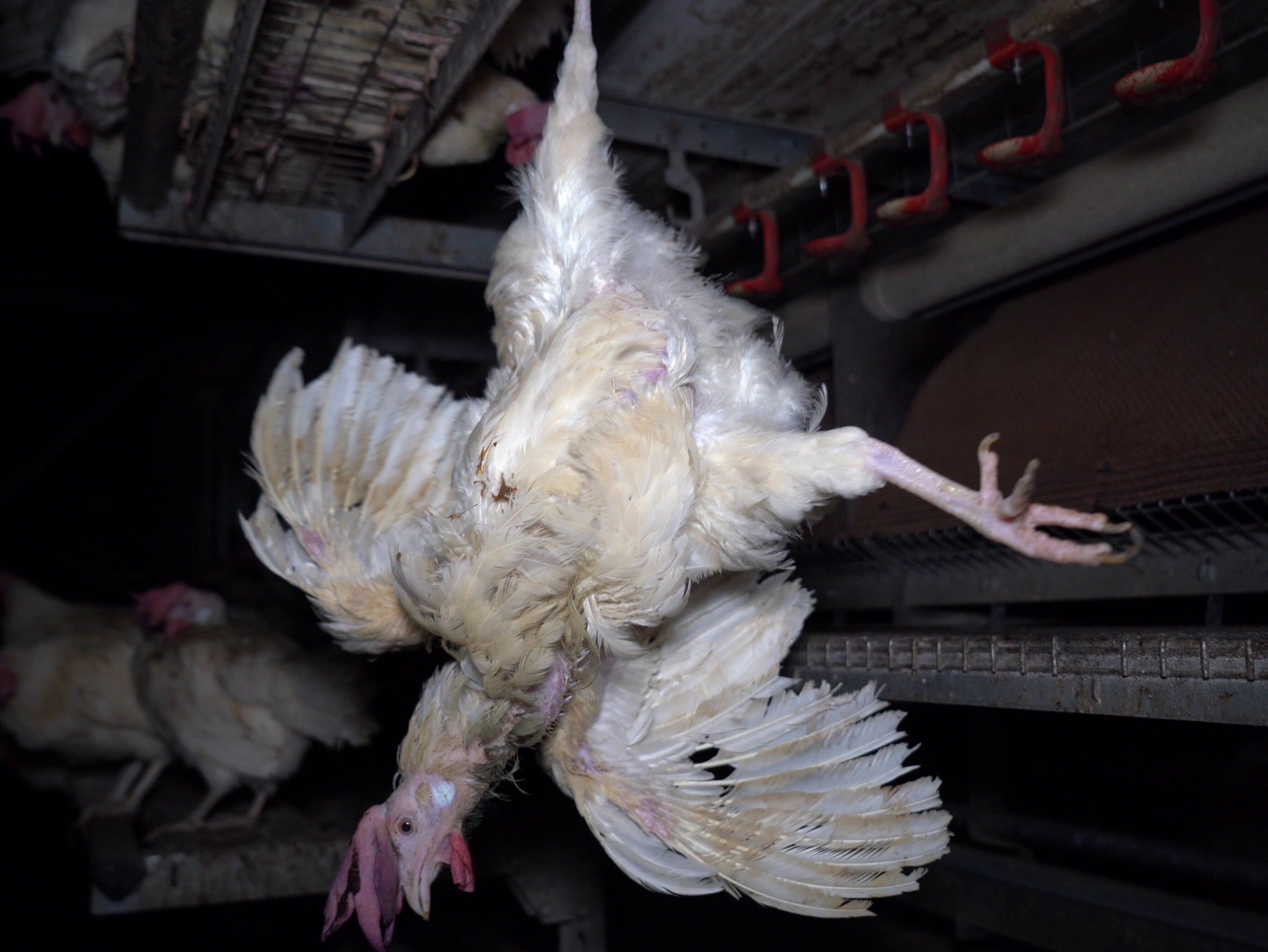 A hen was found caught by a wing and hanging upside down at one farm