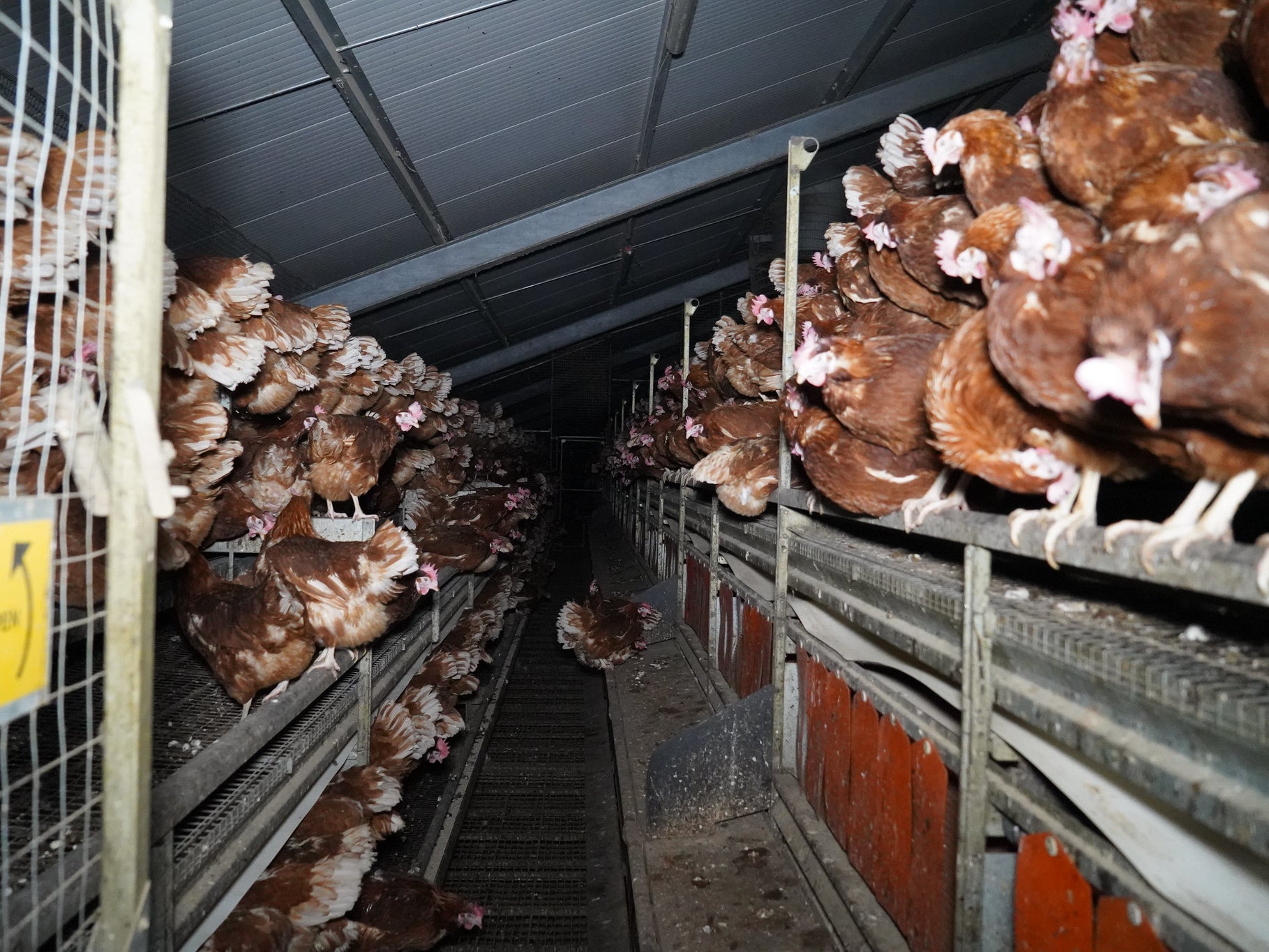 ‘Free-range’ birds fill racks at Glenrath Farm, Scotland