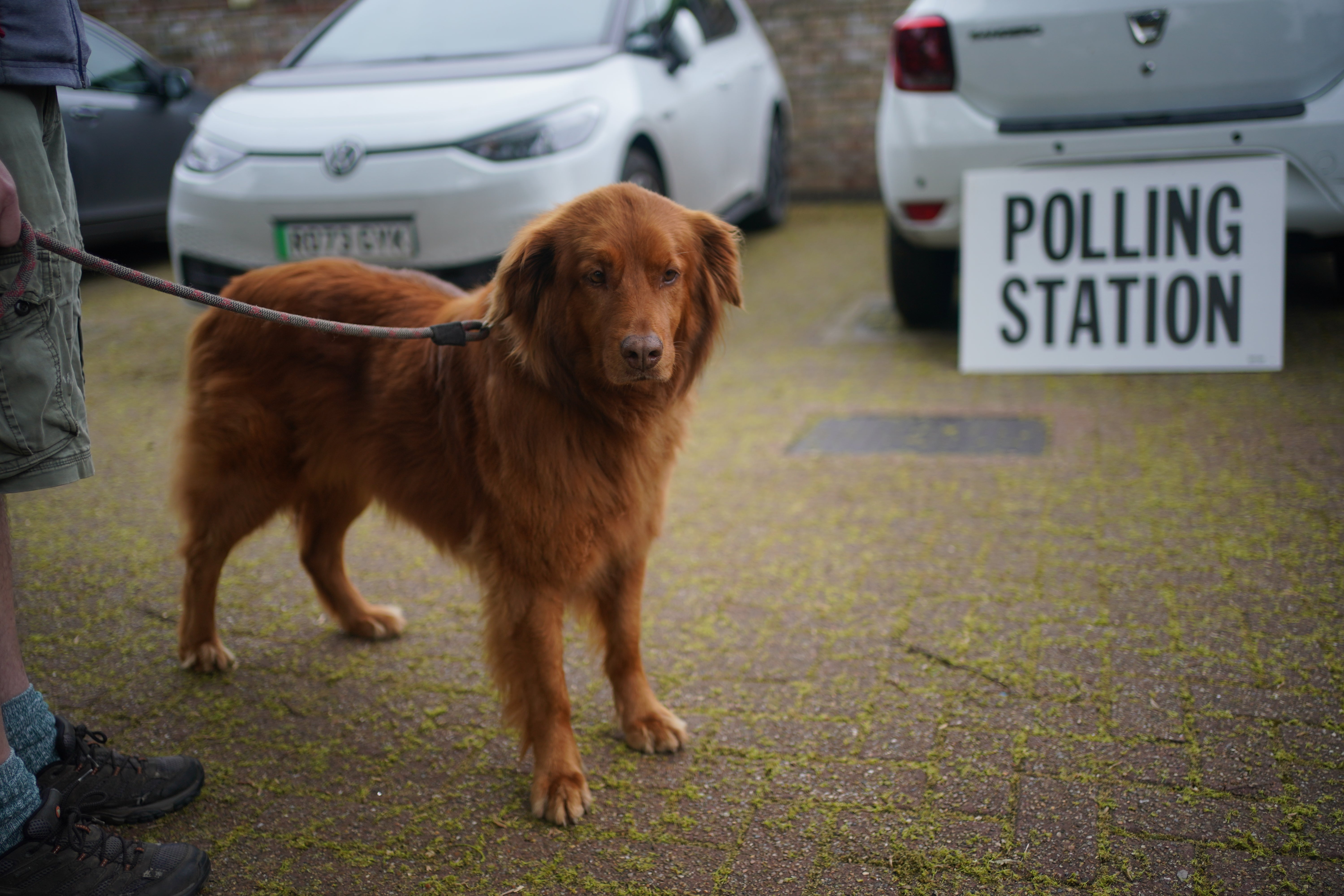 Cinna, an 8-year-old rescue dog from Greece