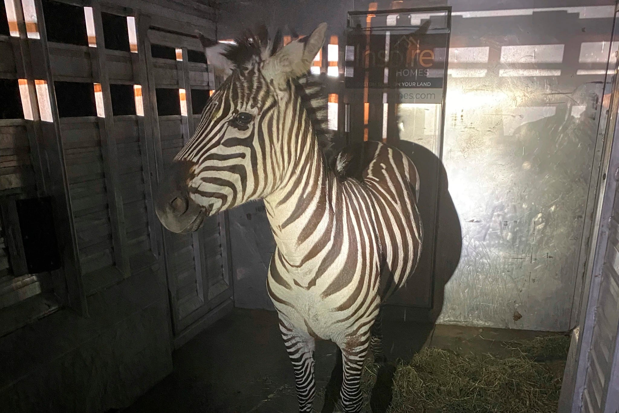 Washington-Loose-Zebra