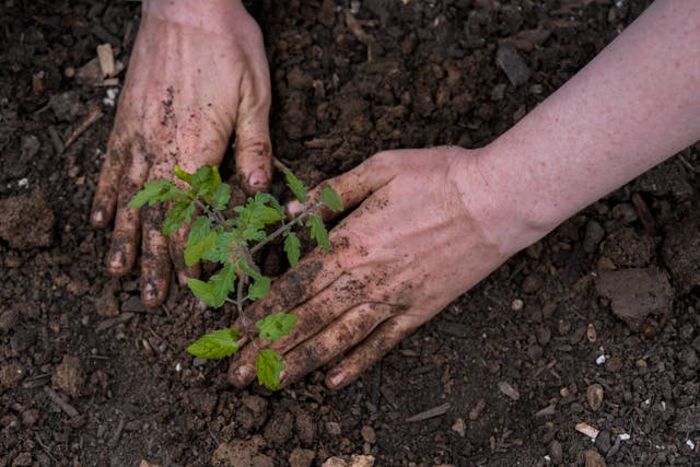 <p>Tomatoes, broad beans and peppers are among seeds to sow in winter</p>