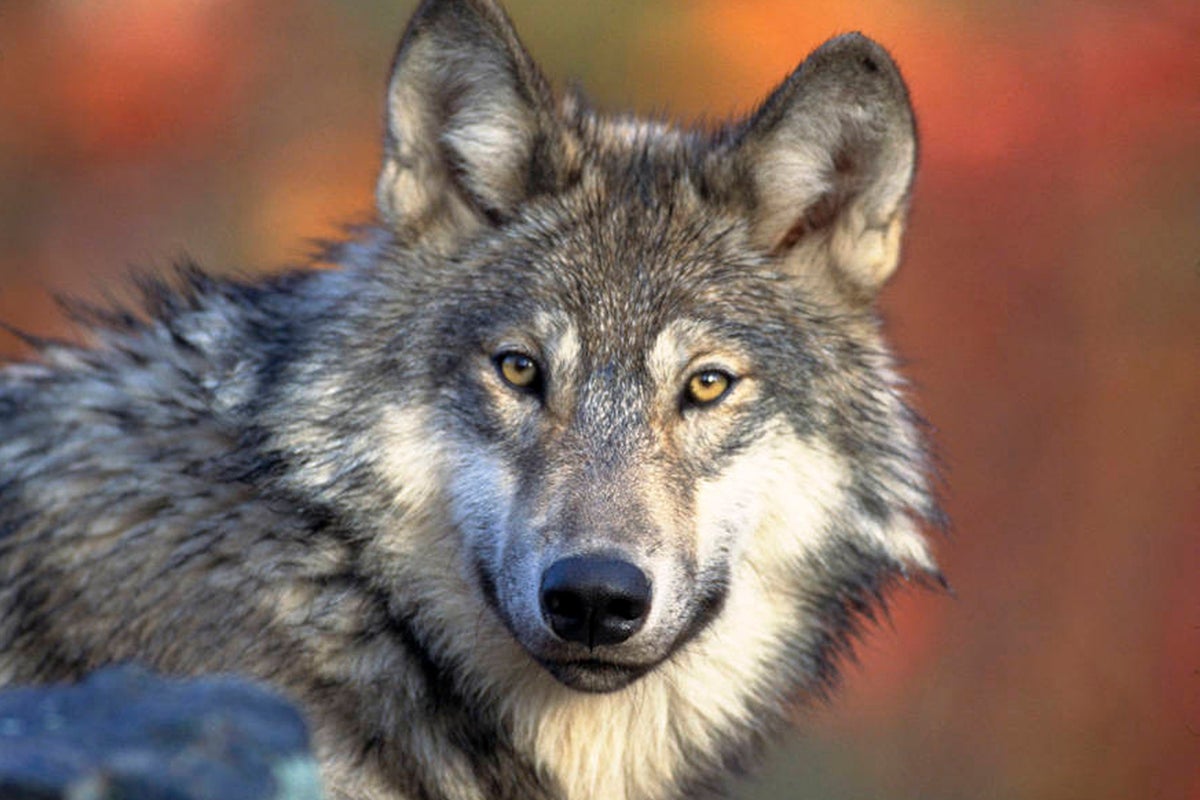 Parents charged after their toddler is injured by a wolf at Hersheypark