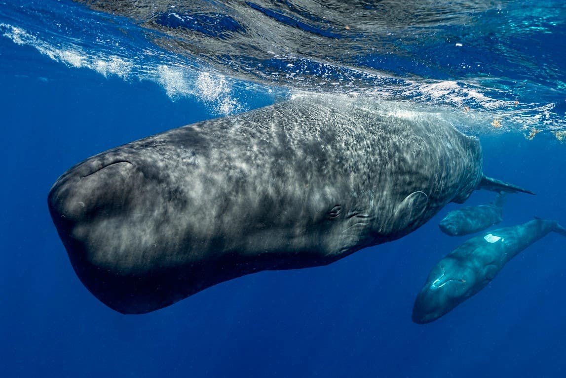 Sperm whales are thought to be one of the loudest animals on Earth (Amanda Cotton/Project CETI)