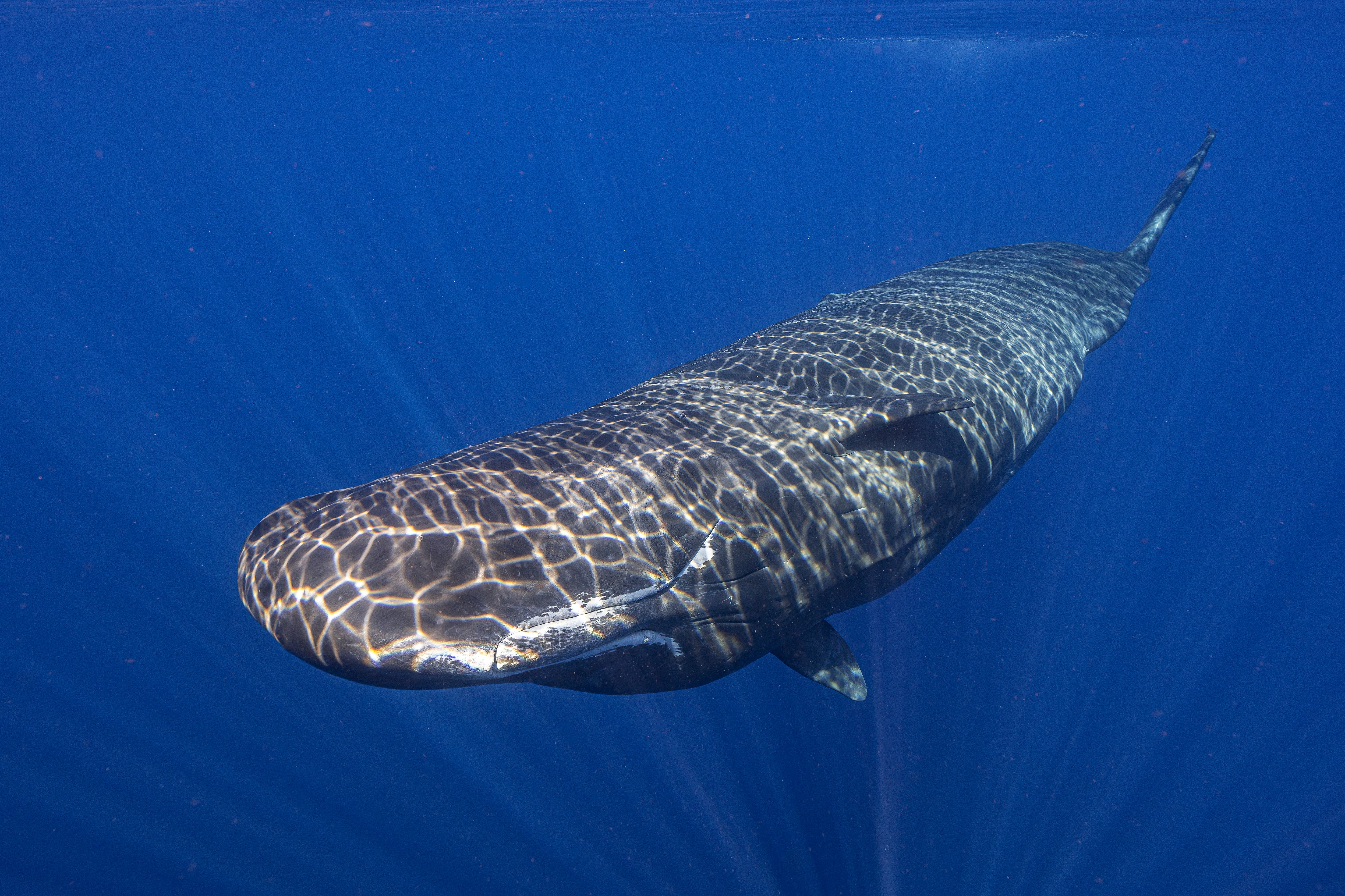 Sperm Whale-Language