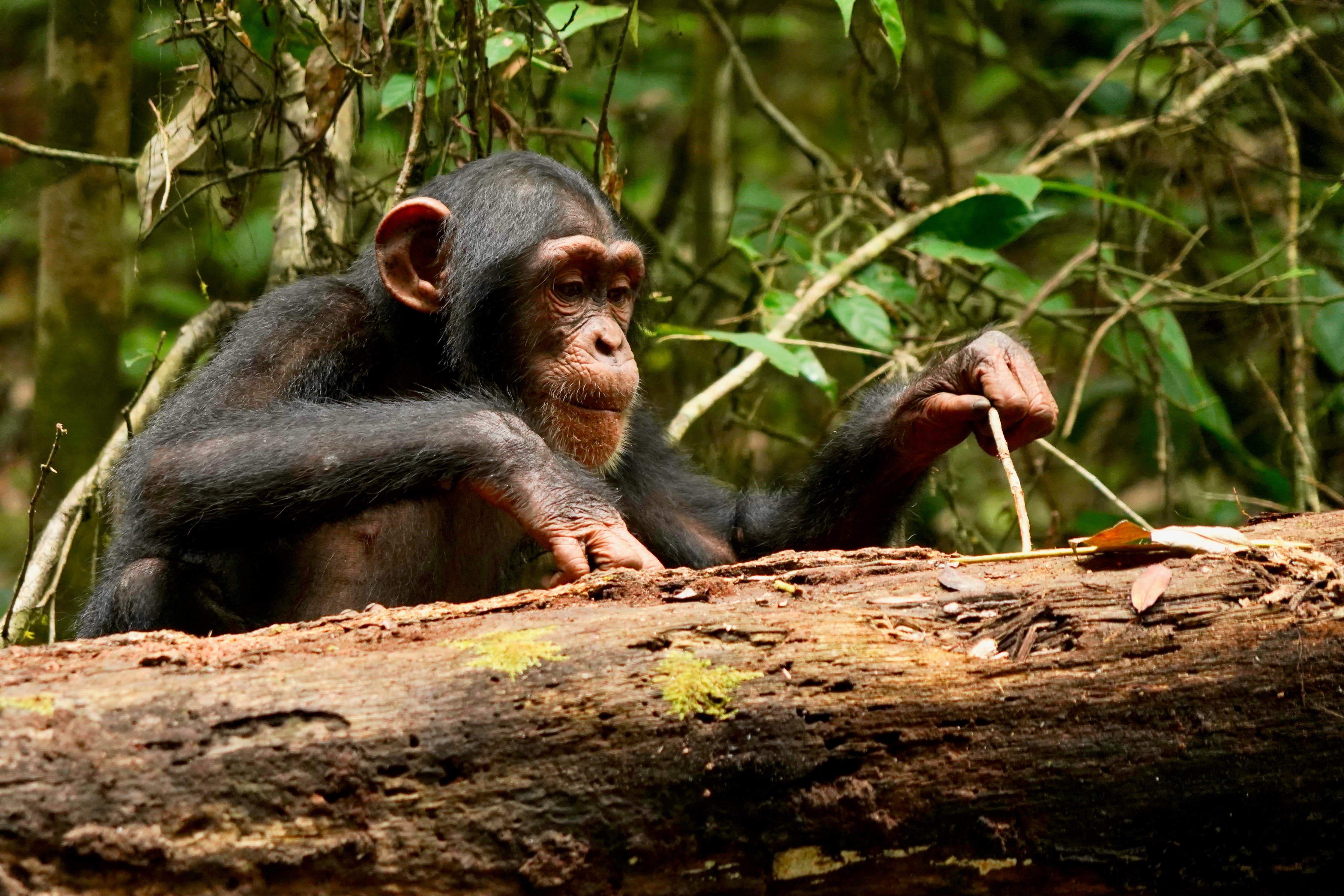 A chimpanzee using a stick tool to extract food (Liran Samuni/Tai Chimpanzee Project)