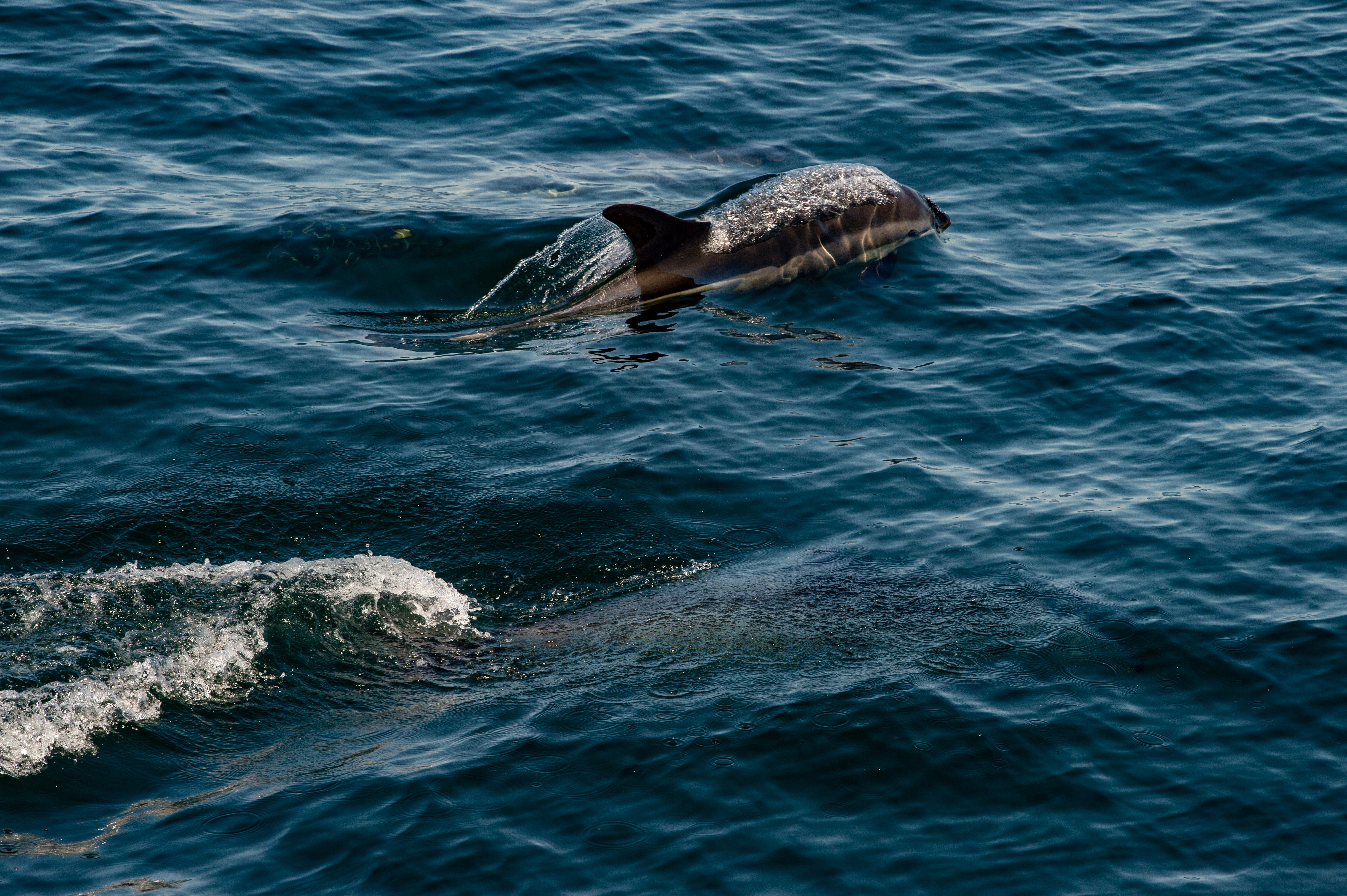 Dolphins, like those pictured swimming above, were reportedly abandoned at a Bahamas resort after it shut down for the Covid-19 pandemic