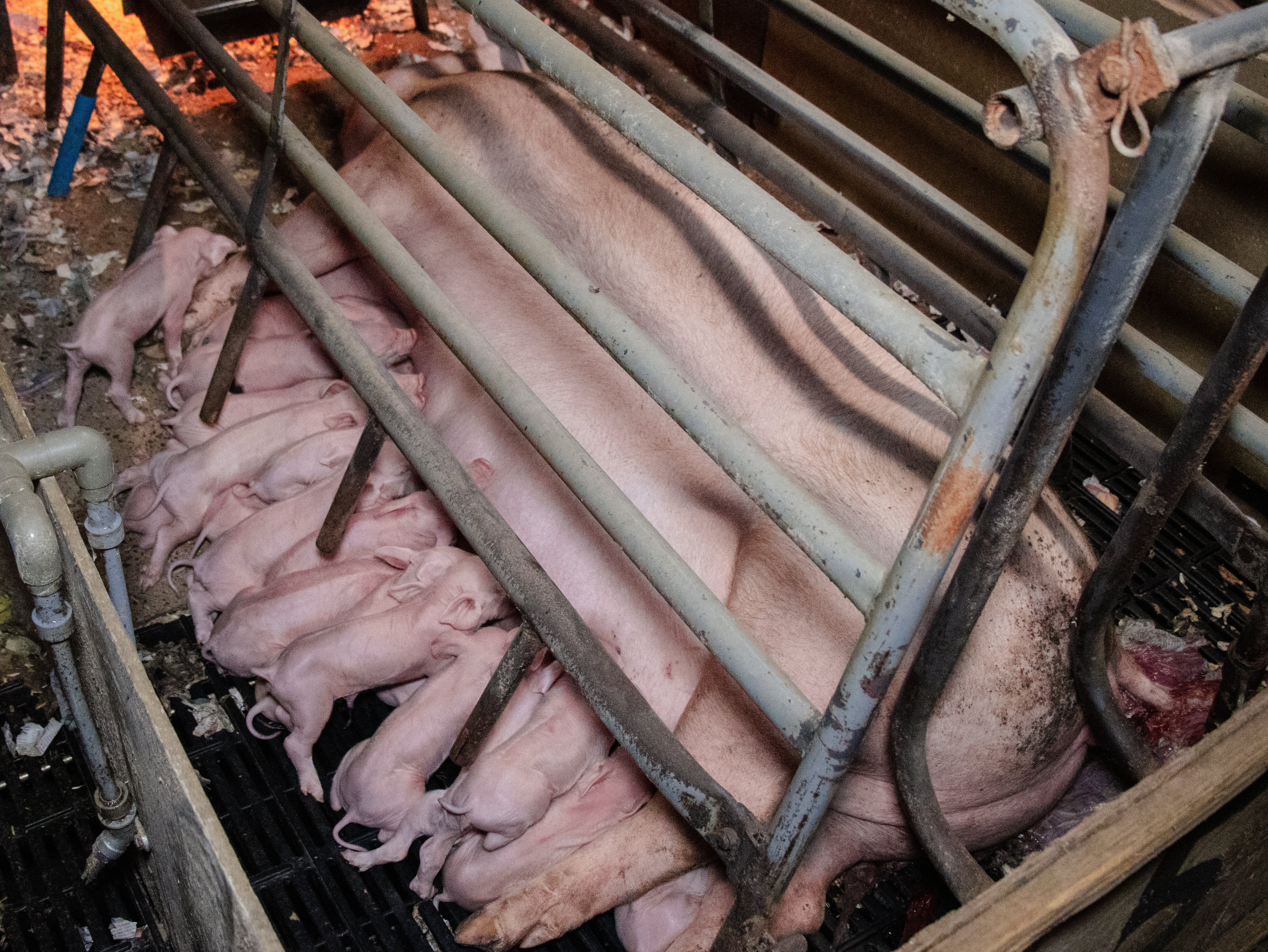 Sow stalls prevent mother pigs from standing, turning or moving