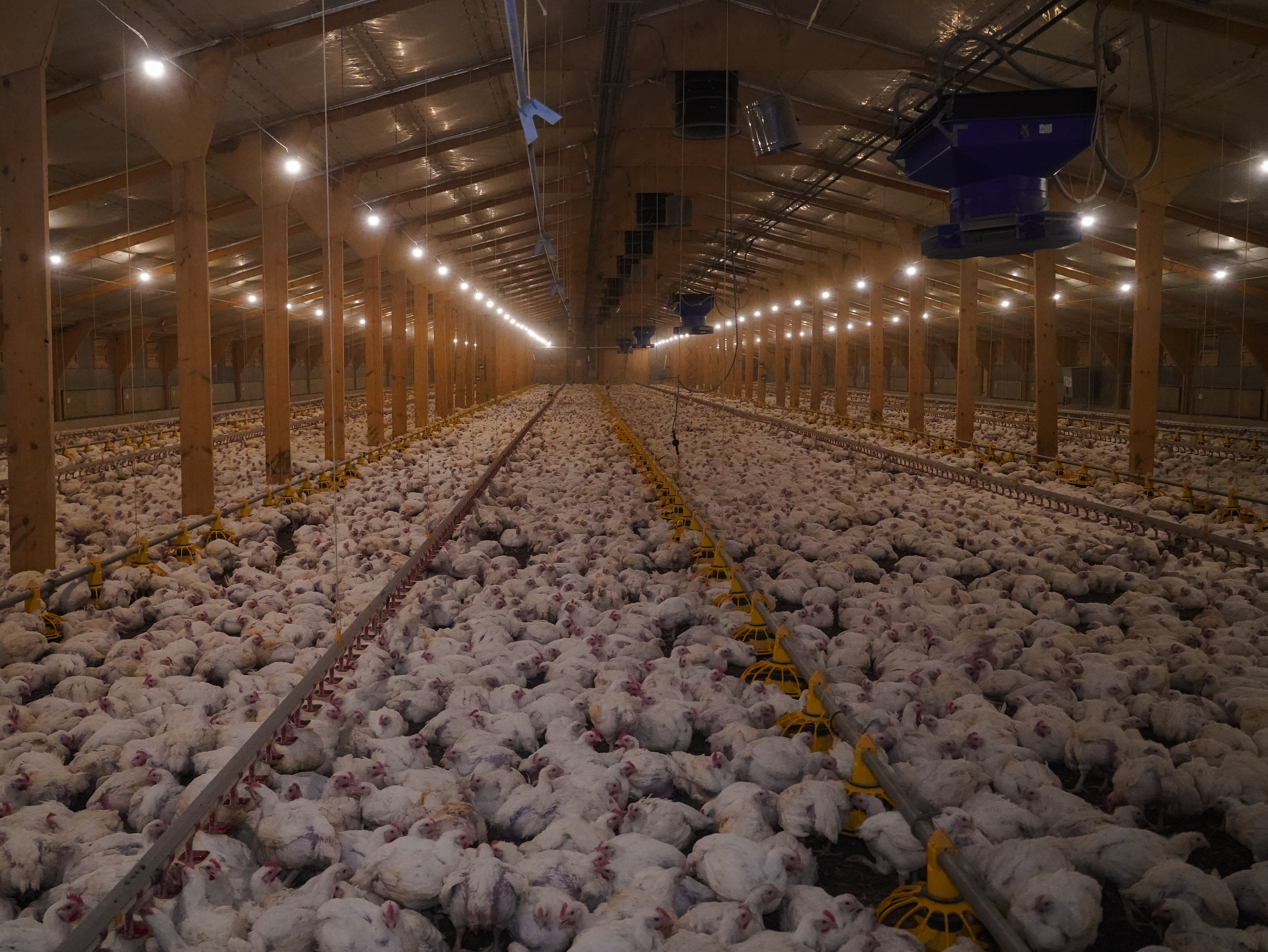 Factory farms are included in the scheme, as critics point out