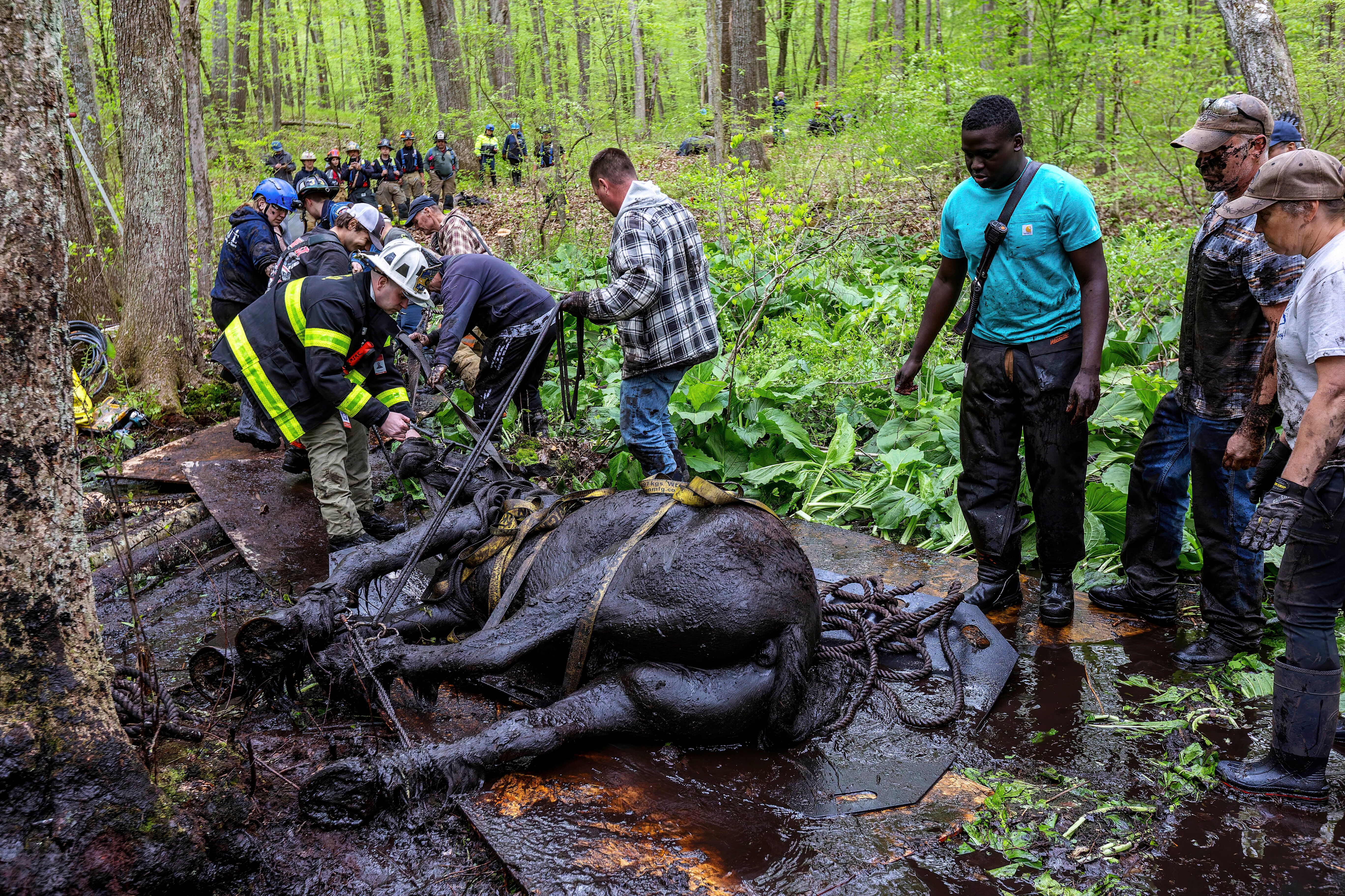 Horses-Mud Rescue