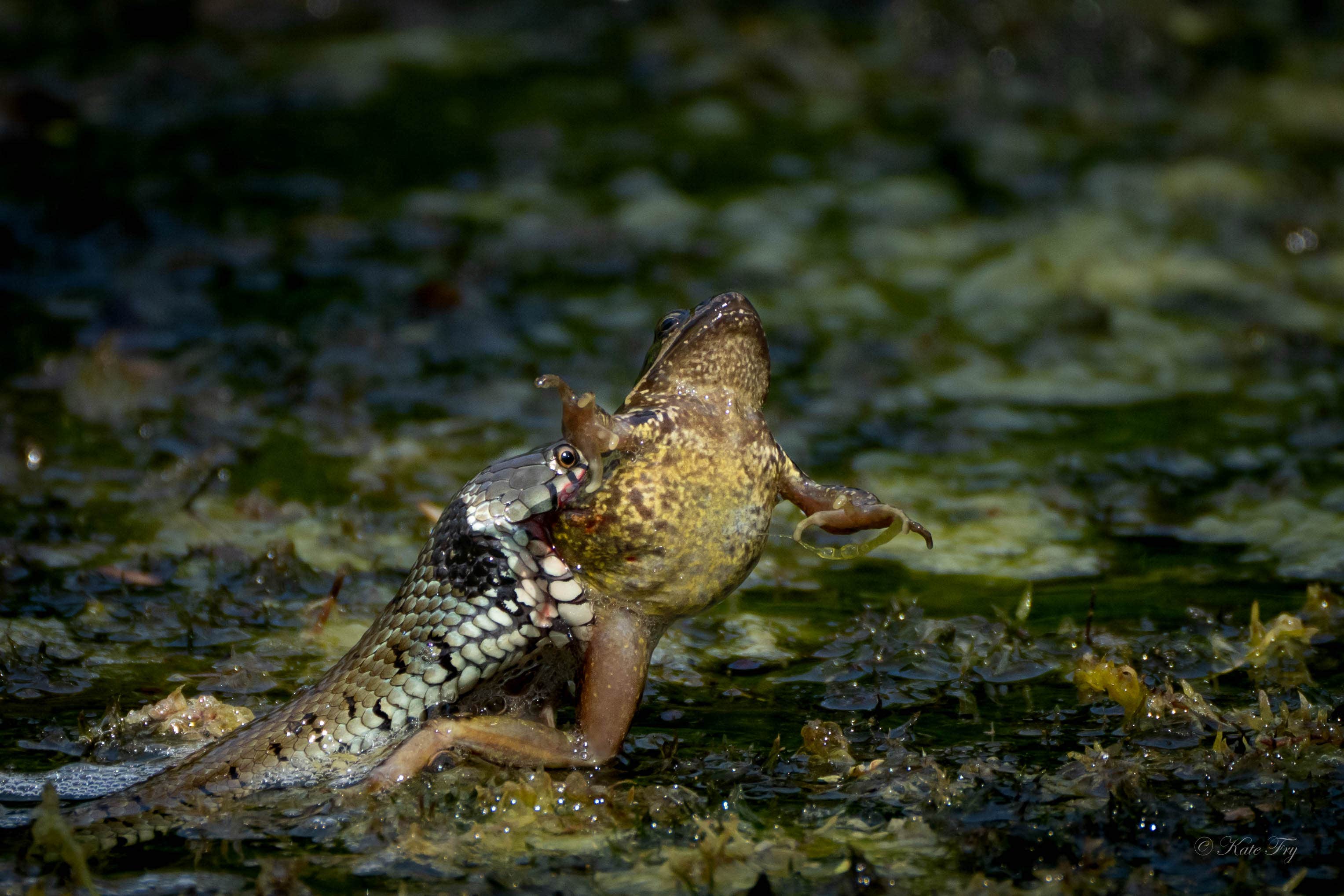 The dramatic moment a grass snake catches a frog (Kate Fry/PA)