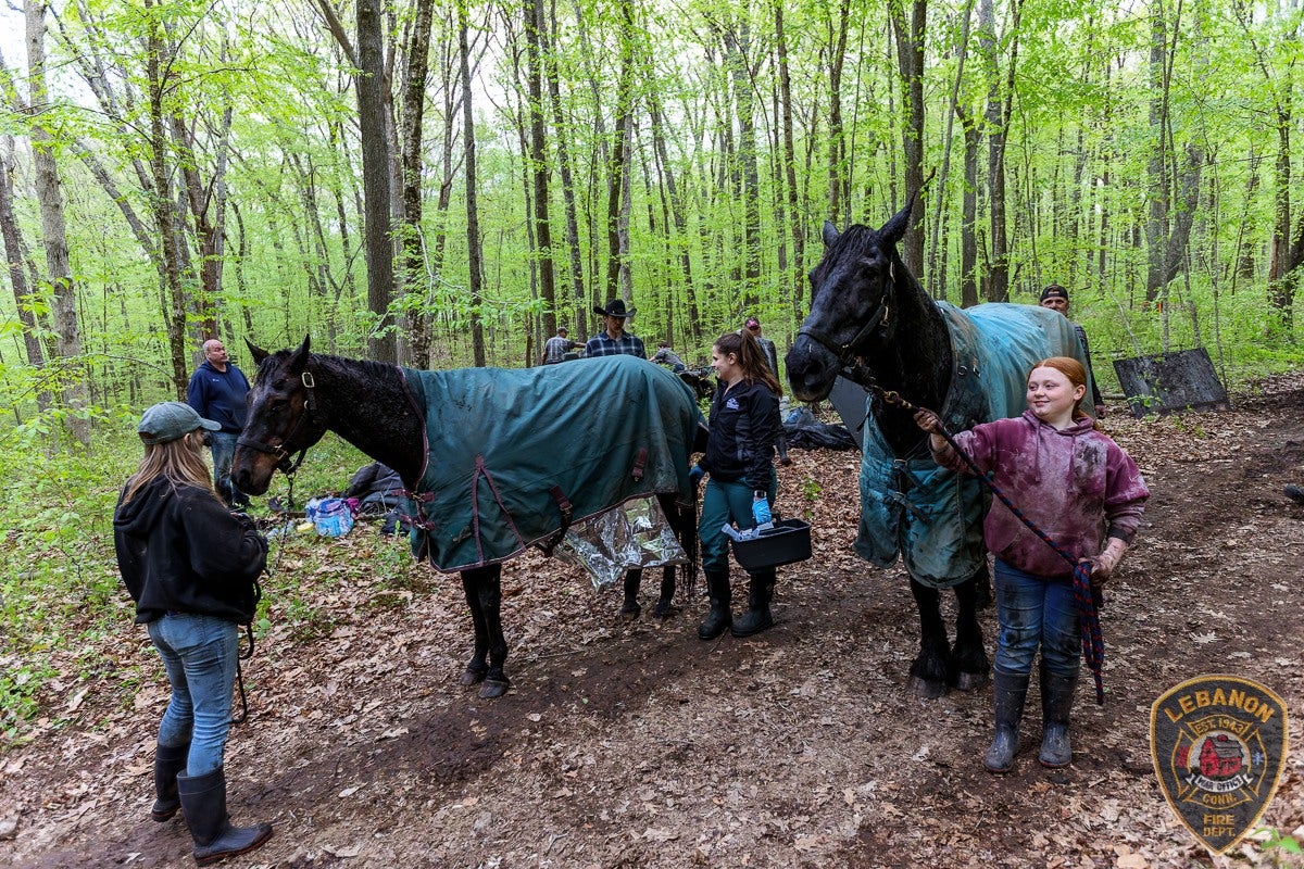 After being assessed by the vets, the two horses were standing and happy once again