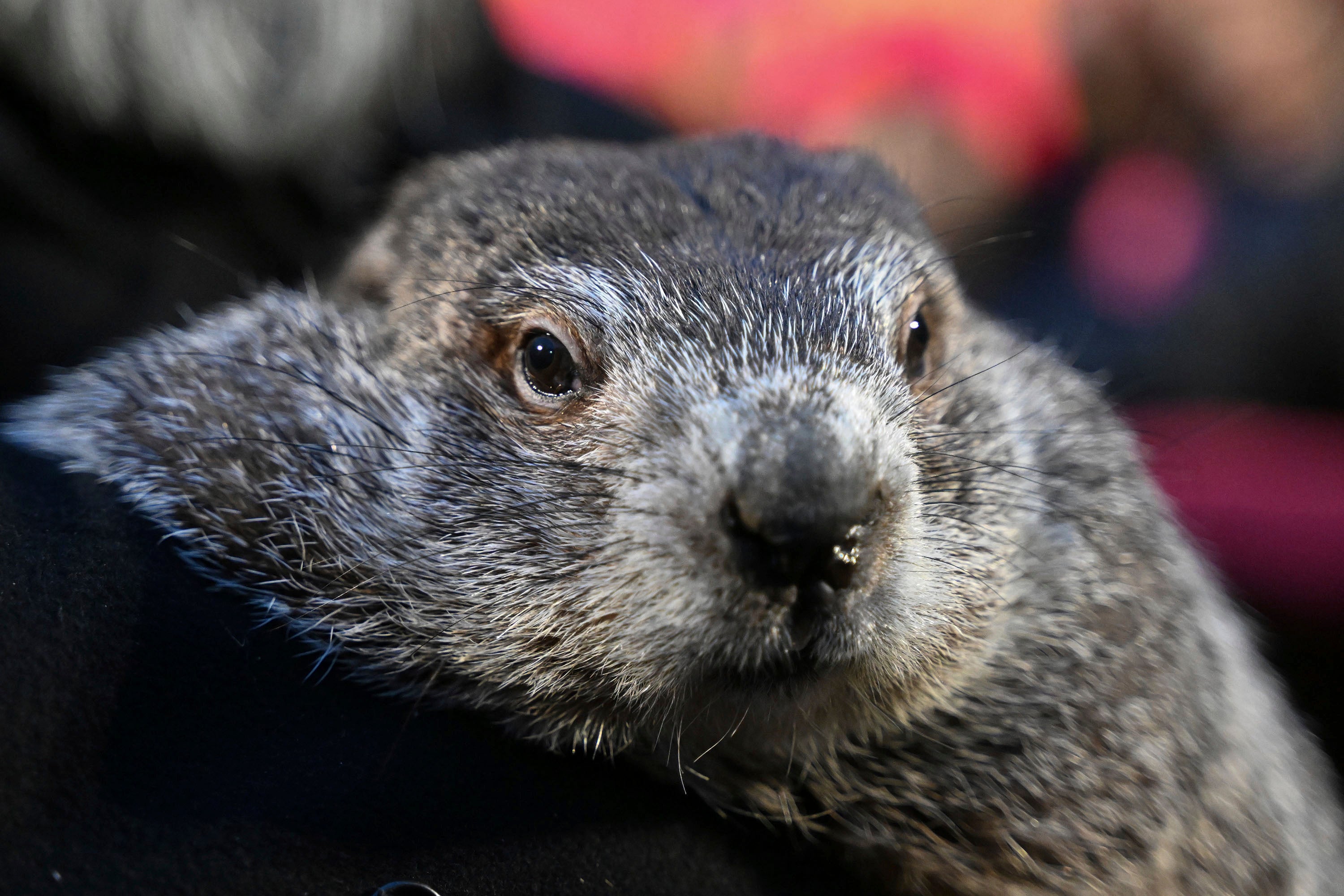 Punxsutawney Phil Groundhog Babies