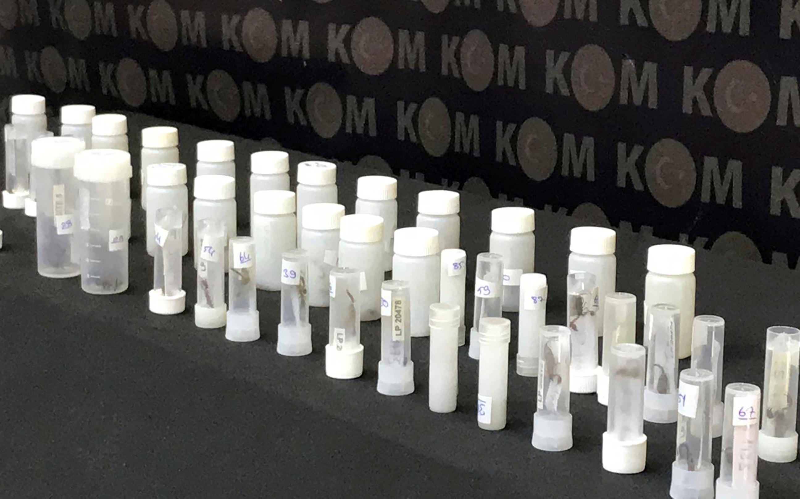 Turkey Spider smuggling