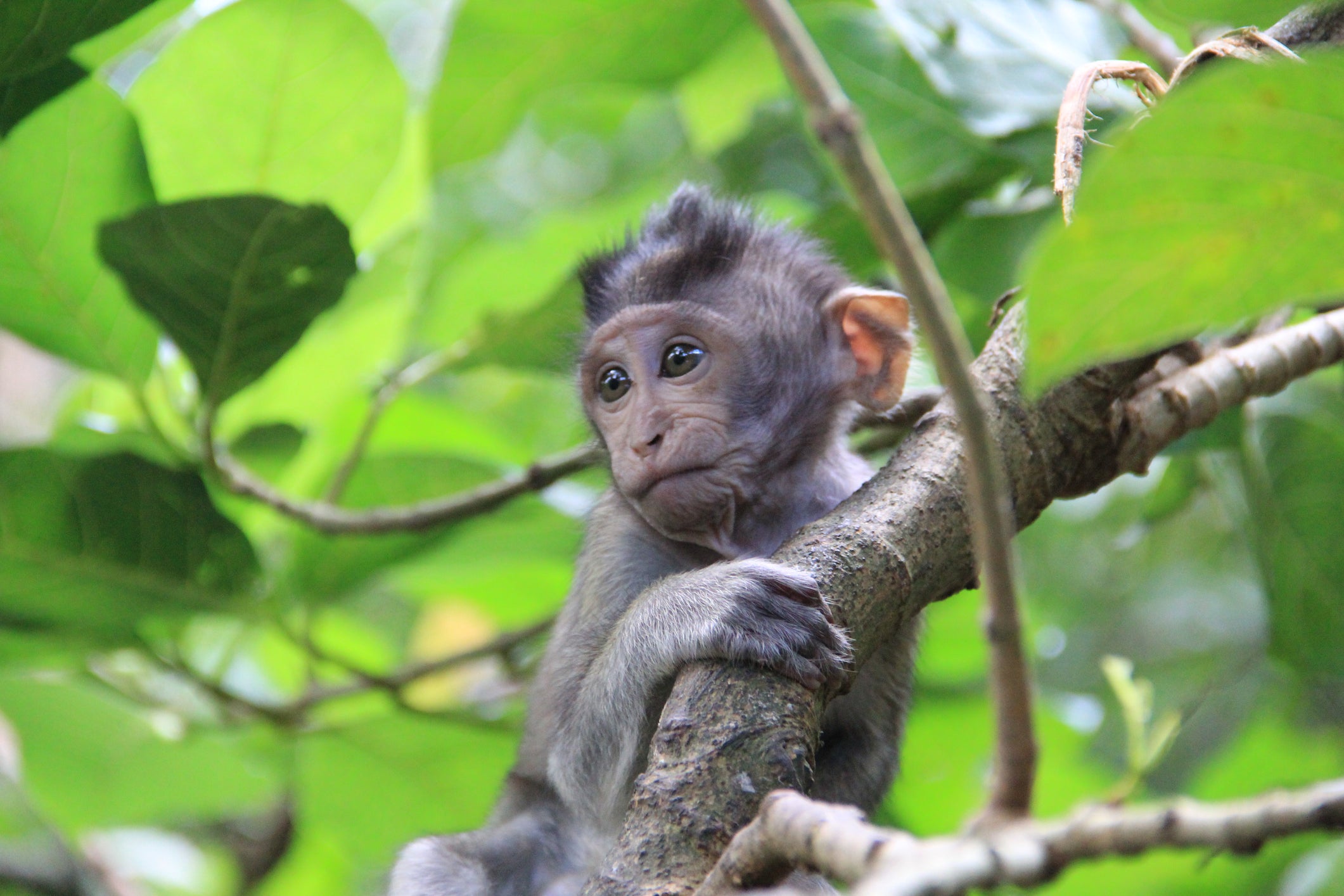 Videos depicting the torture of baby and adult monkeys have been shared around the world