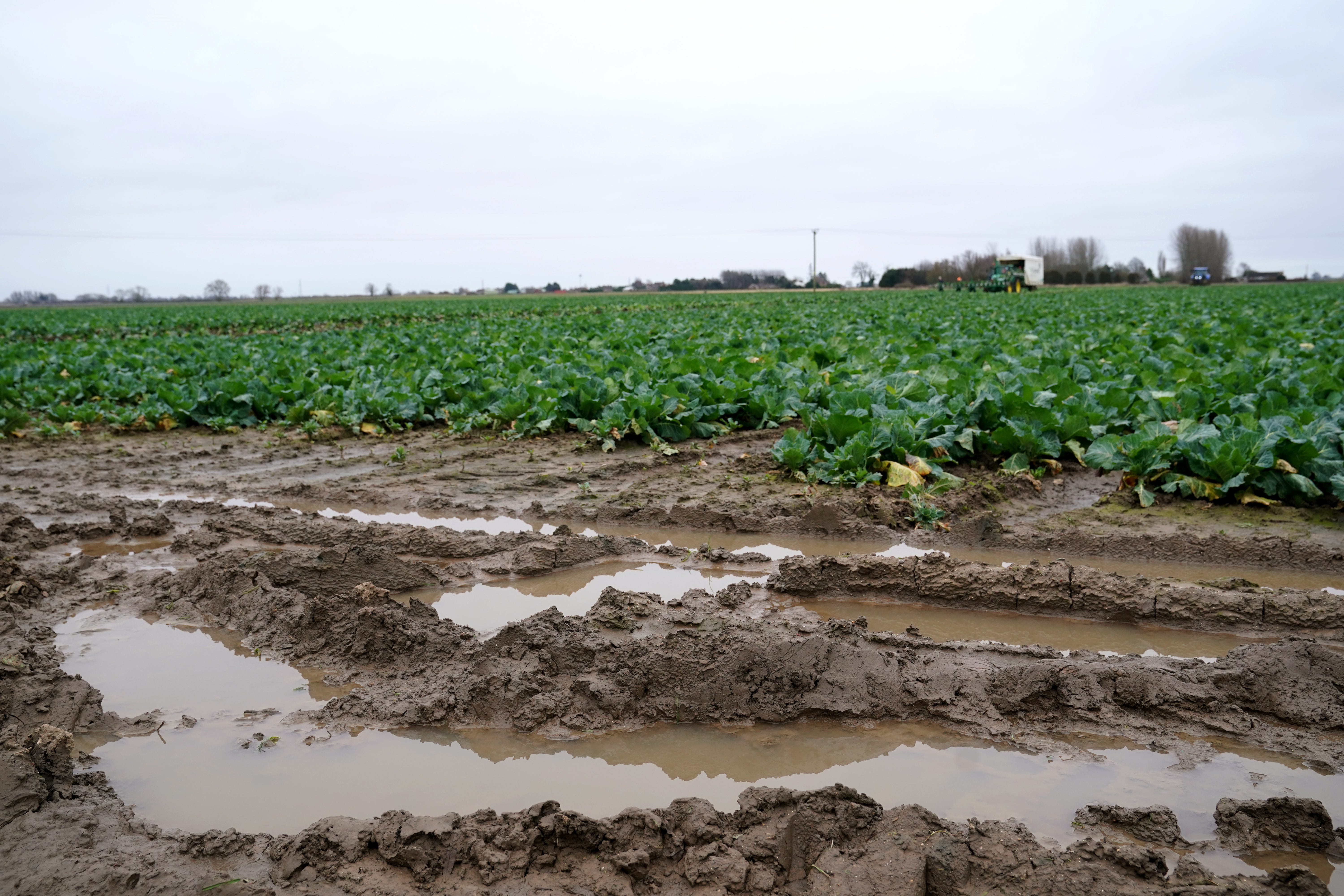 Harvesting of spring greens in Lincolnshire (Joe Giddens/PA)