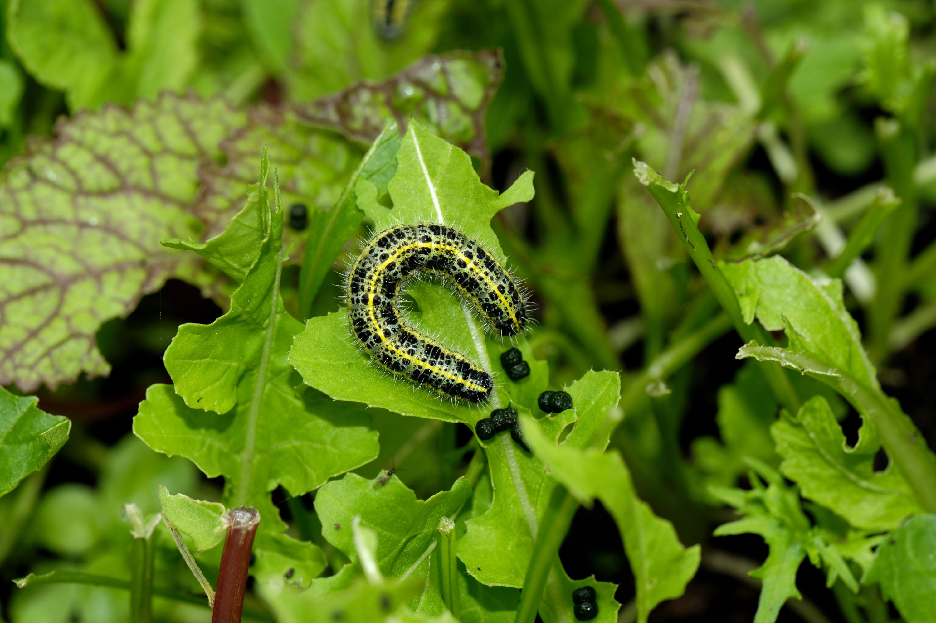 A cabbage white butterfly caterpillar