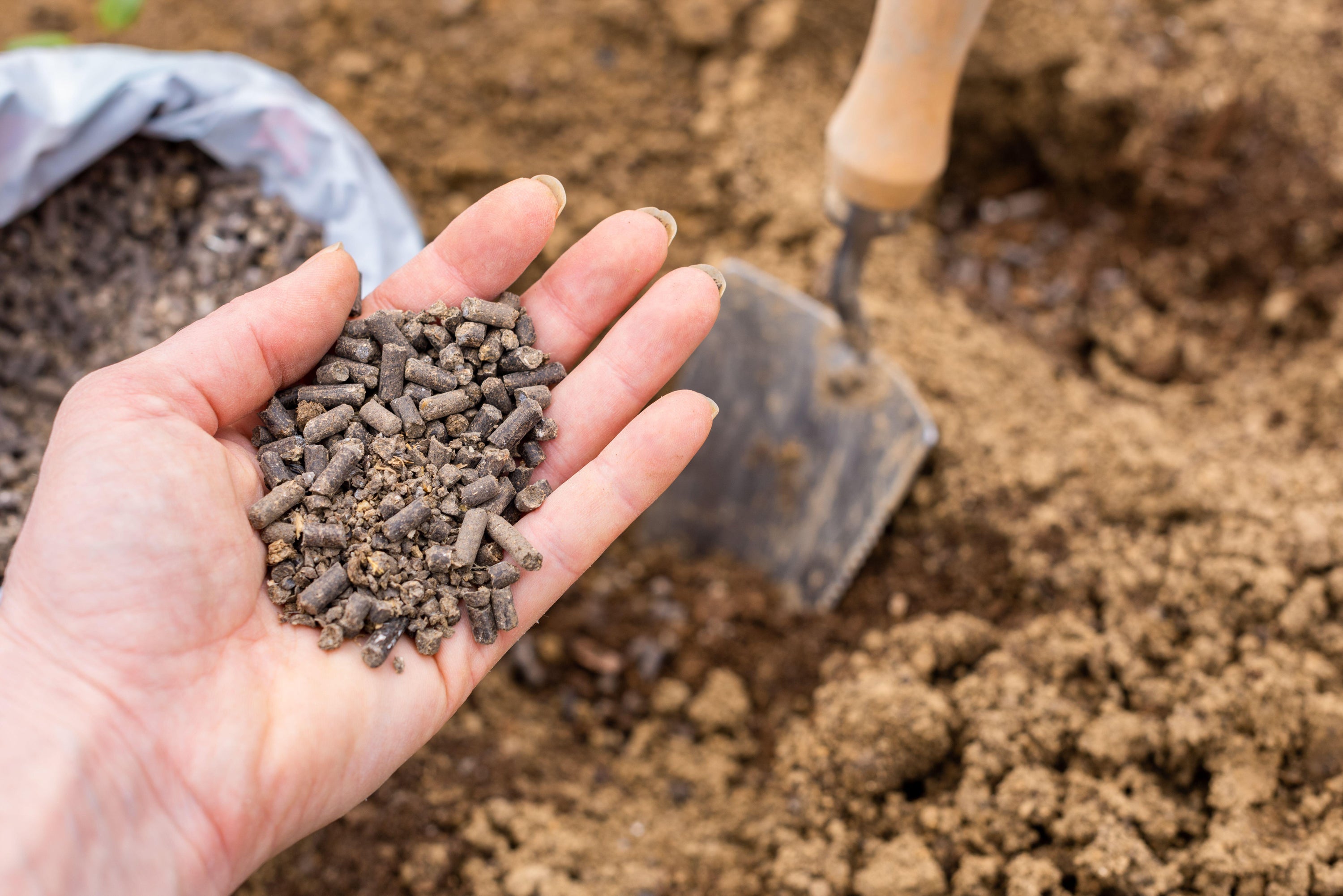 Chicken manure pellets