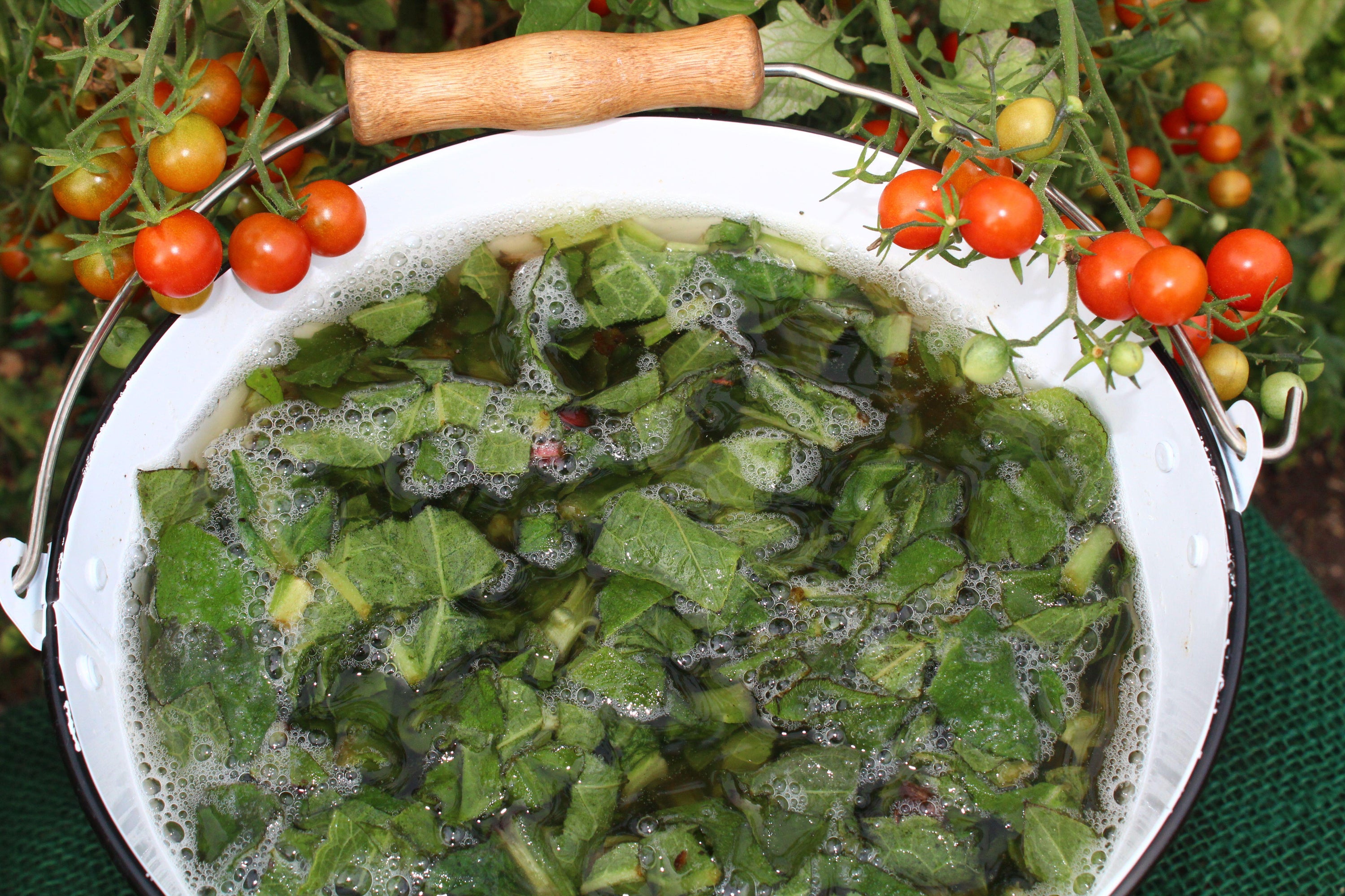 A bucket of comfrey feed