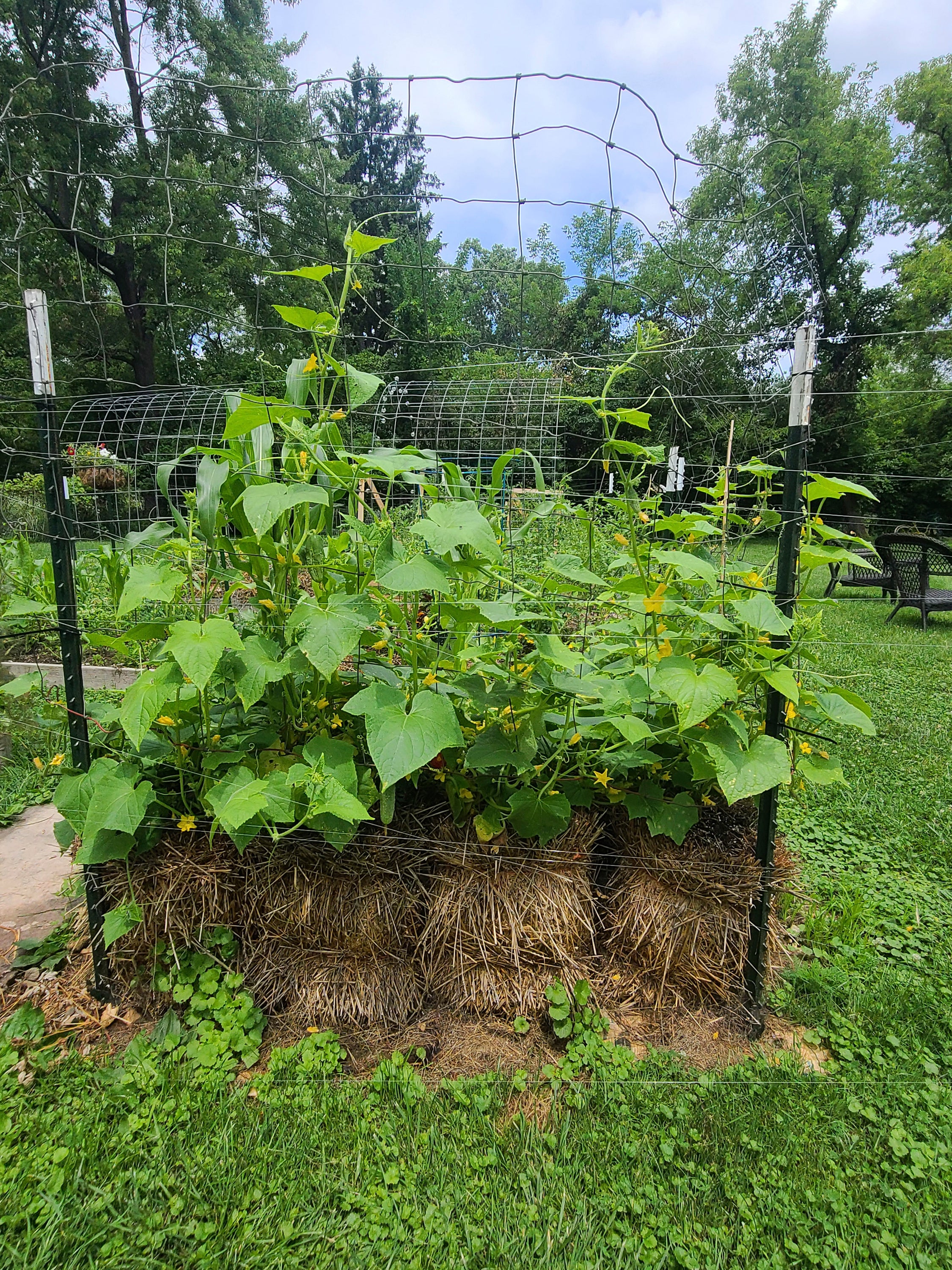 Gardening-Straw Bales