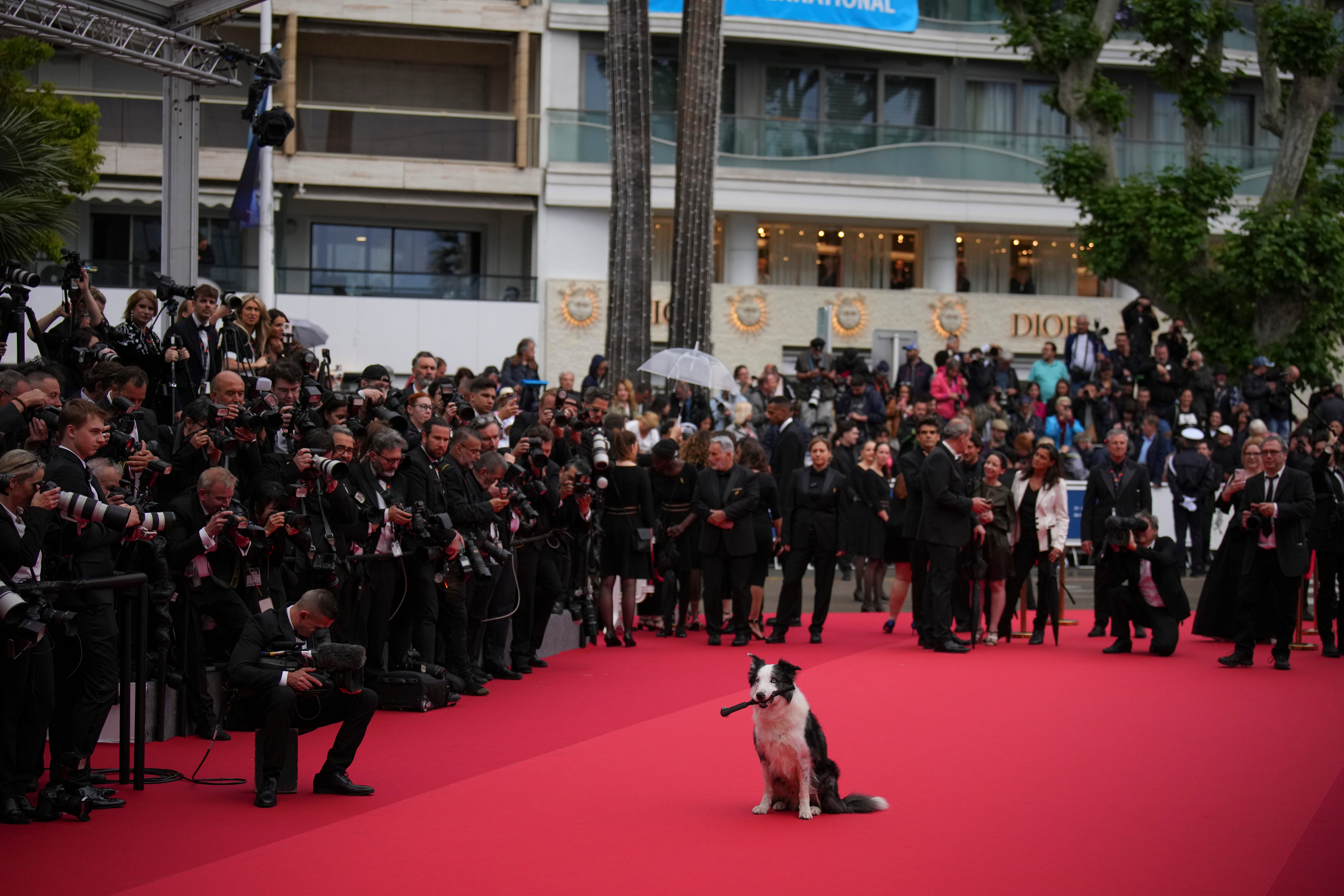 France Cannes 2024 Awards Ceremony Red Carpet