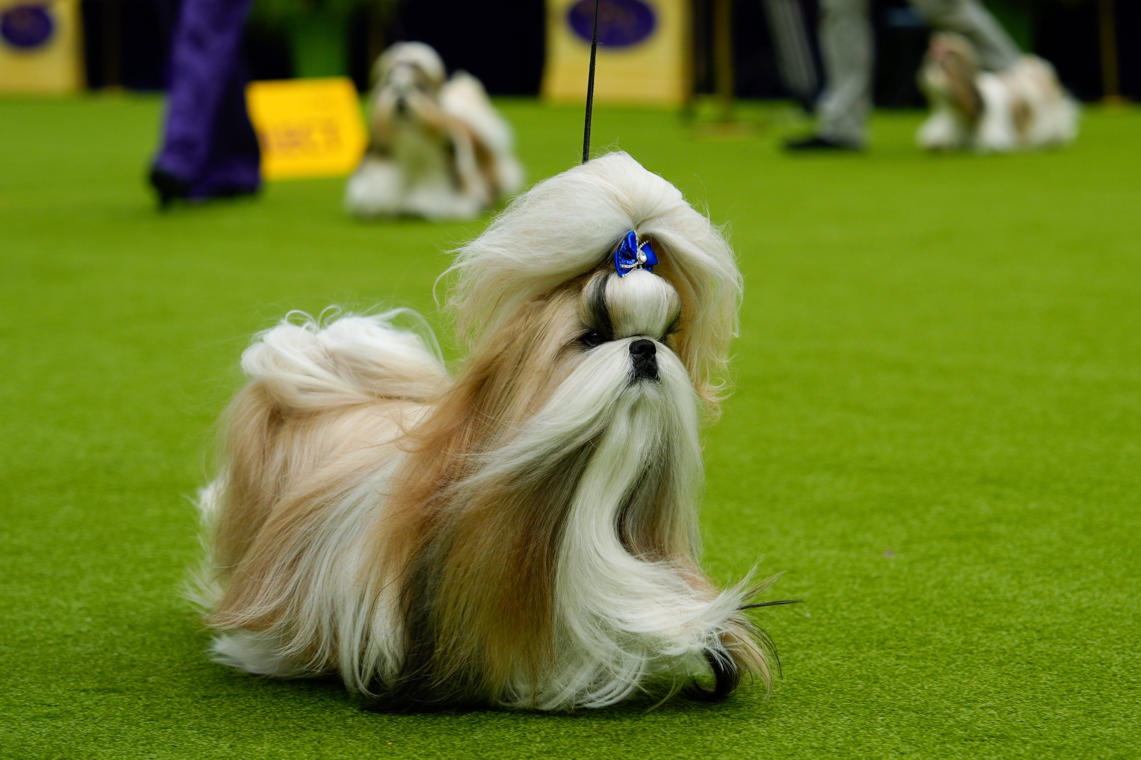 Westminster Dog Show