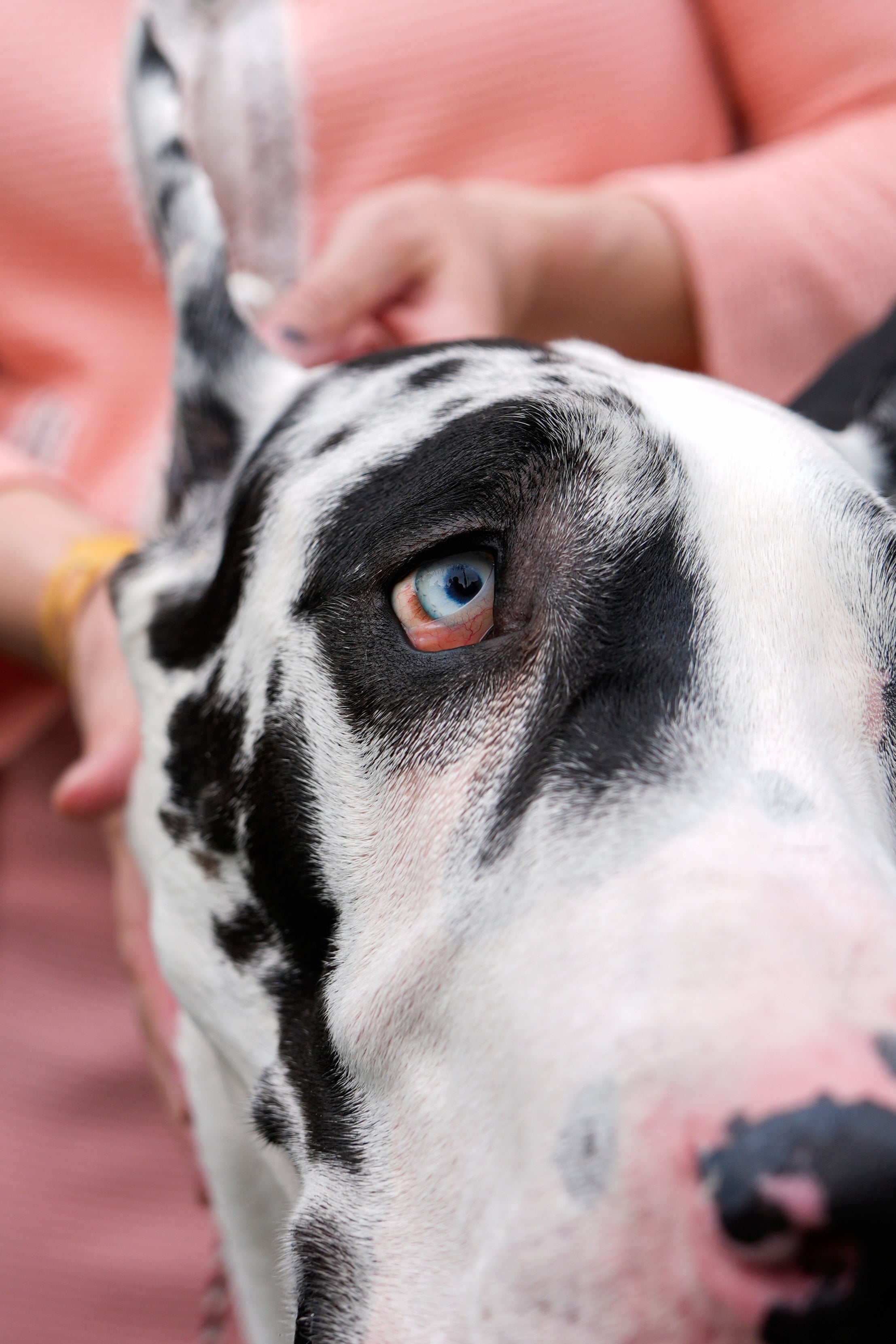 Westminster Dog Show