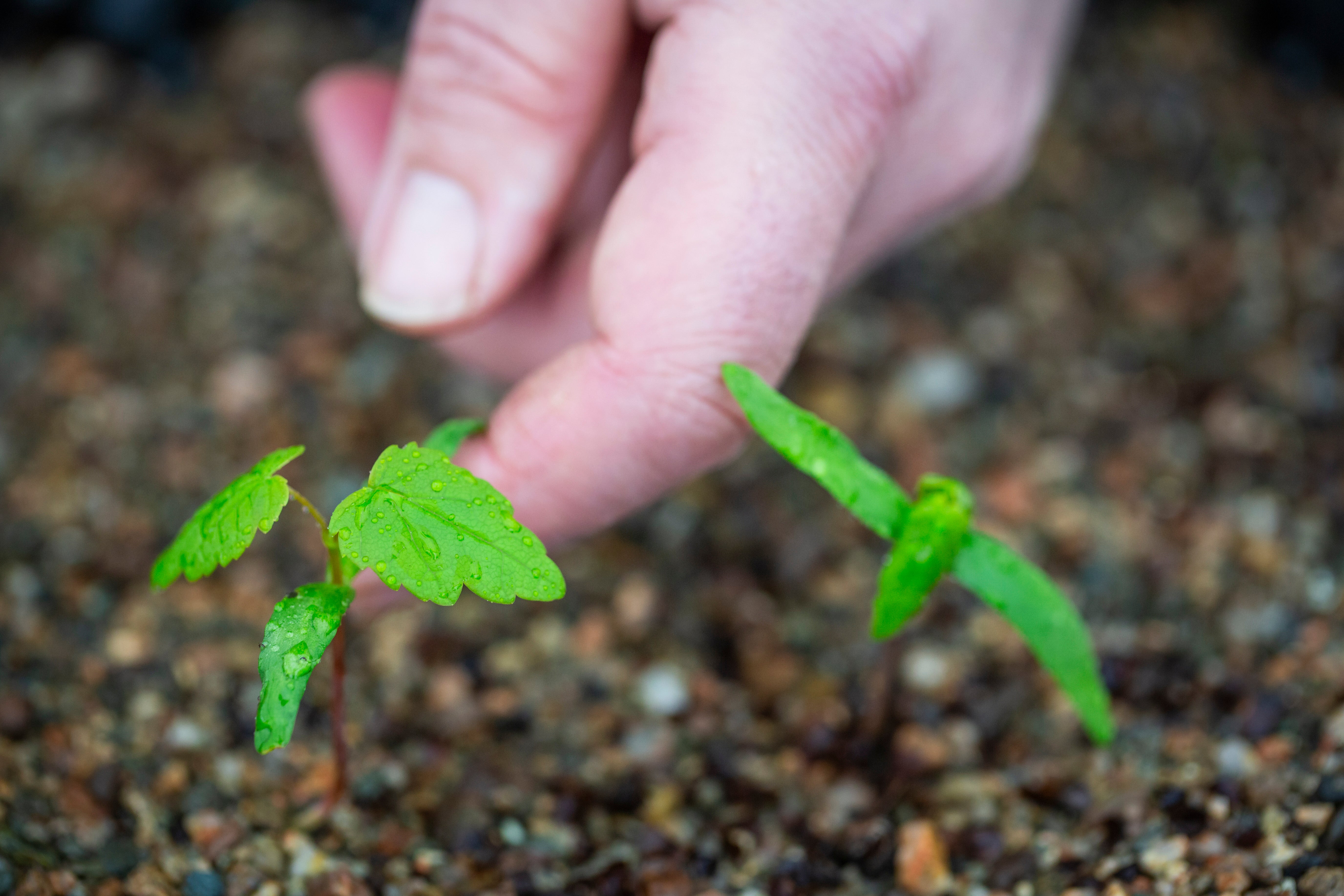 Sycamore tree seedlings and grafted buds being nurtured by the National Trust Plant Conservation Centre