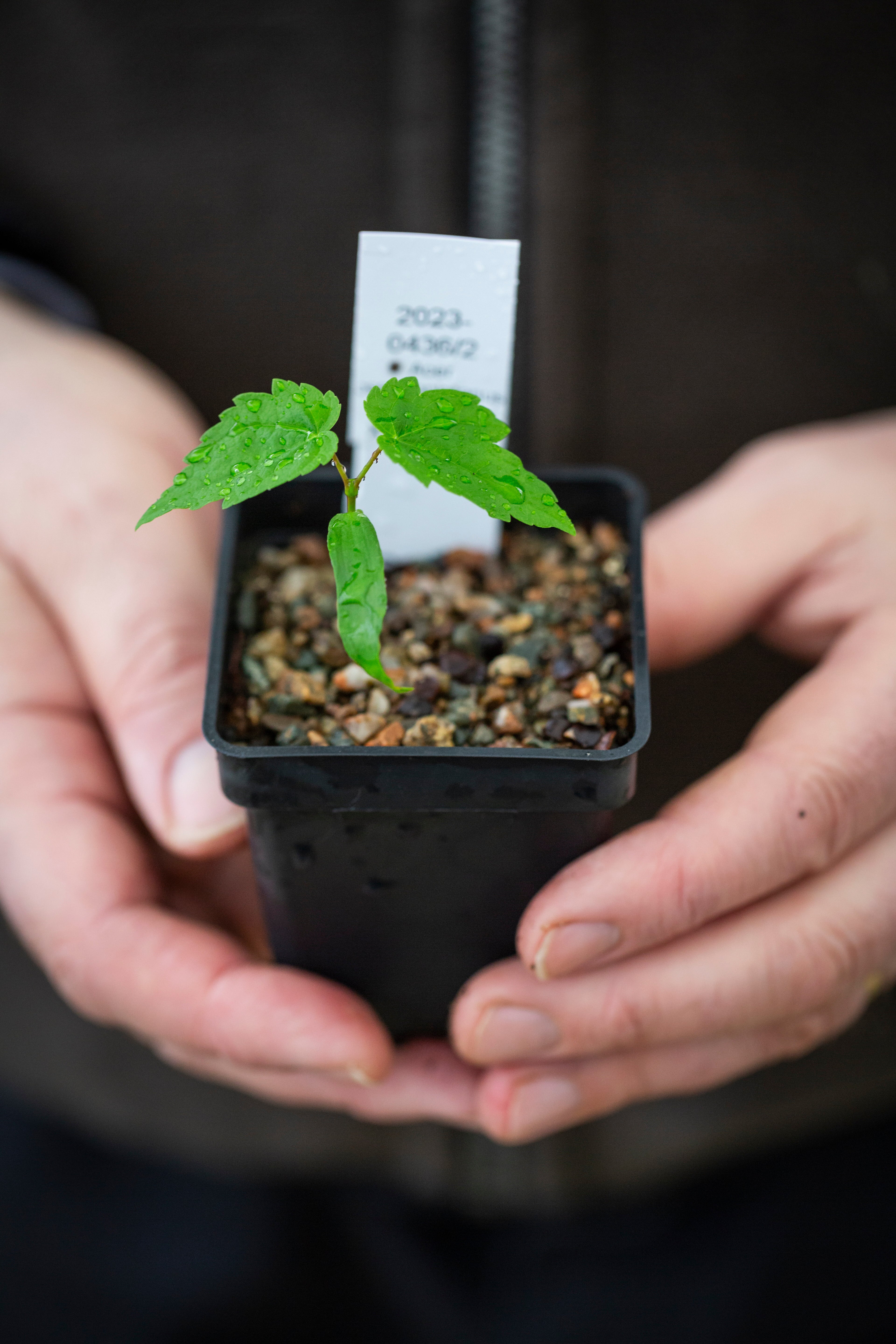 A tree shoot growing, taken from grafted buds of the felled Sycamore Gap tree